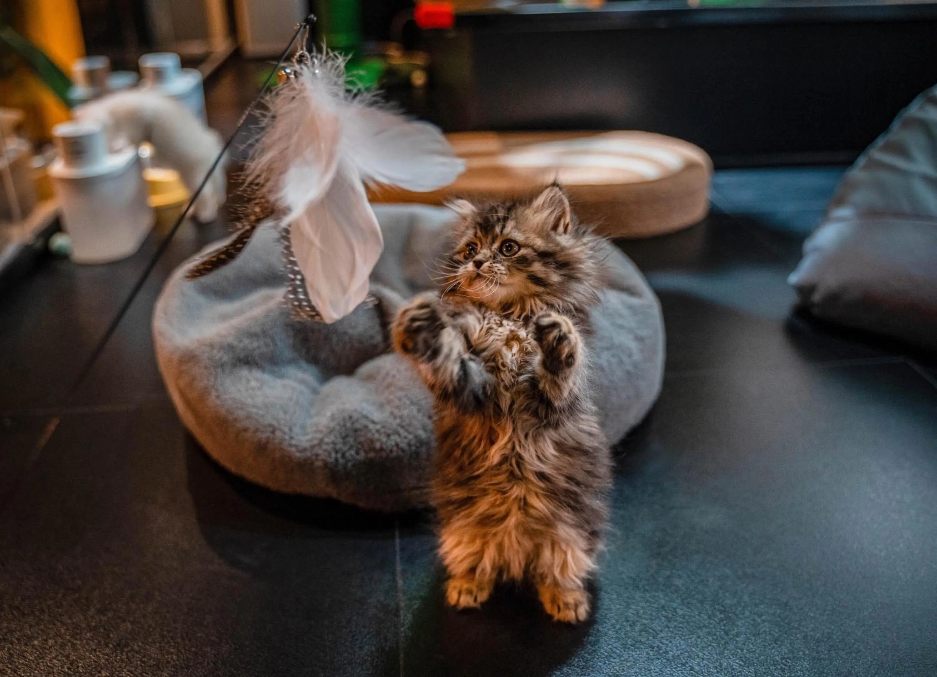 Pets in HeSu Hidden Art Hotel & Suites -Near Xi'an Drum Tower and Yongning Gate -Free Laundry Luggage Storage -Kitty Café with Freshly Ground Coffee -24H Front Desk -English Service -Exclusive Subsidies for Dumpling Banquet & Show