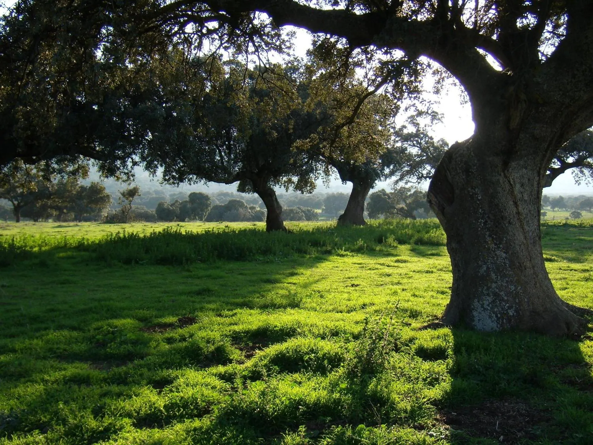 Hospedium Hotel El Nido de Alcudia Suites