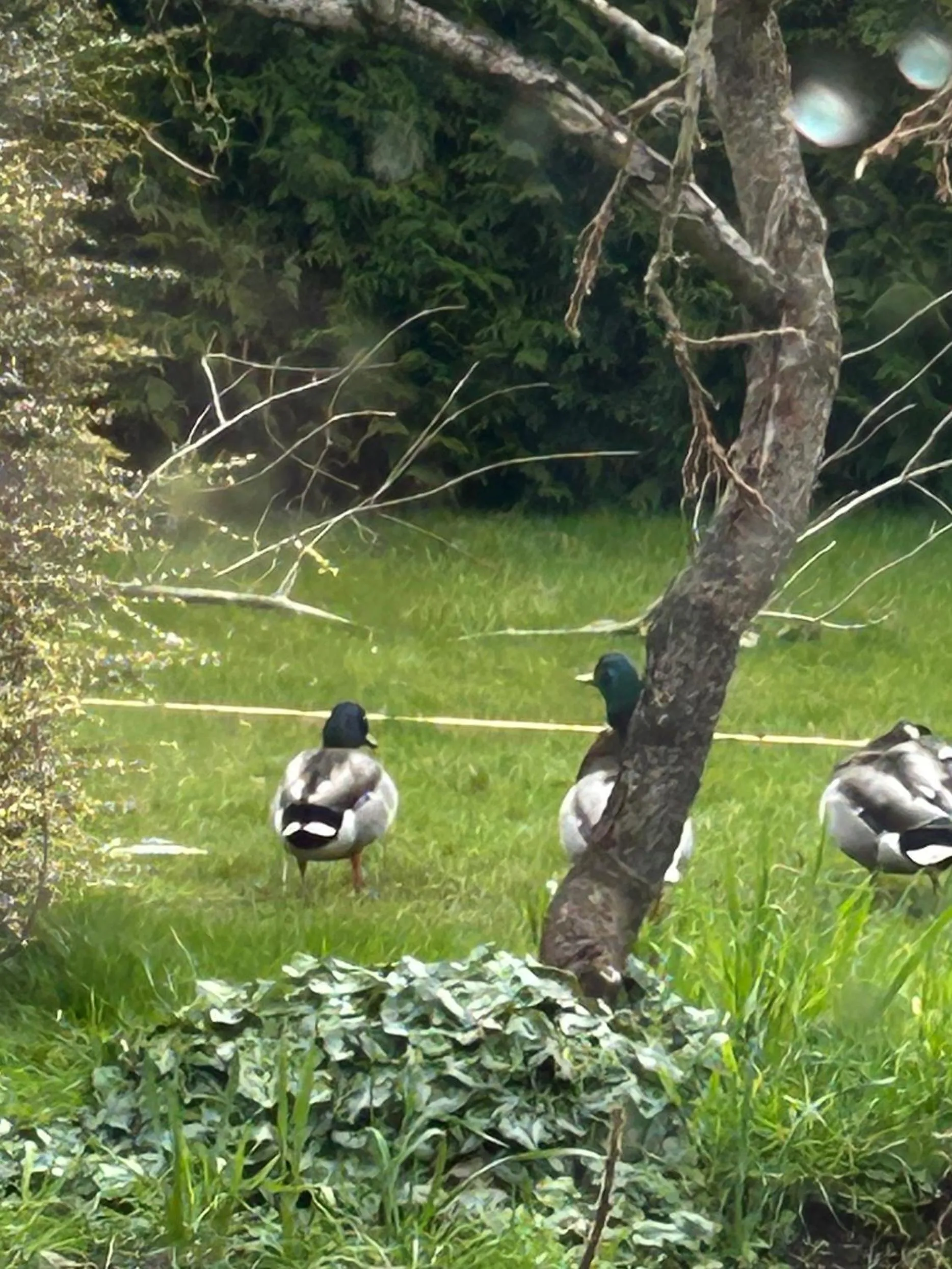 Garden in Tafarn y Waen - Guesthouse