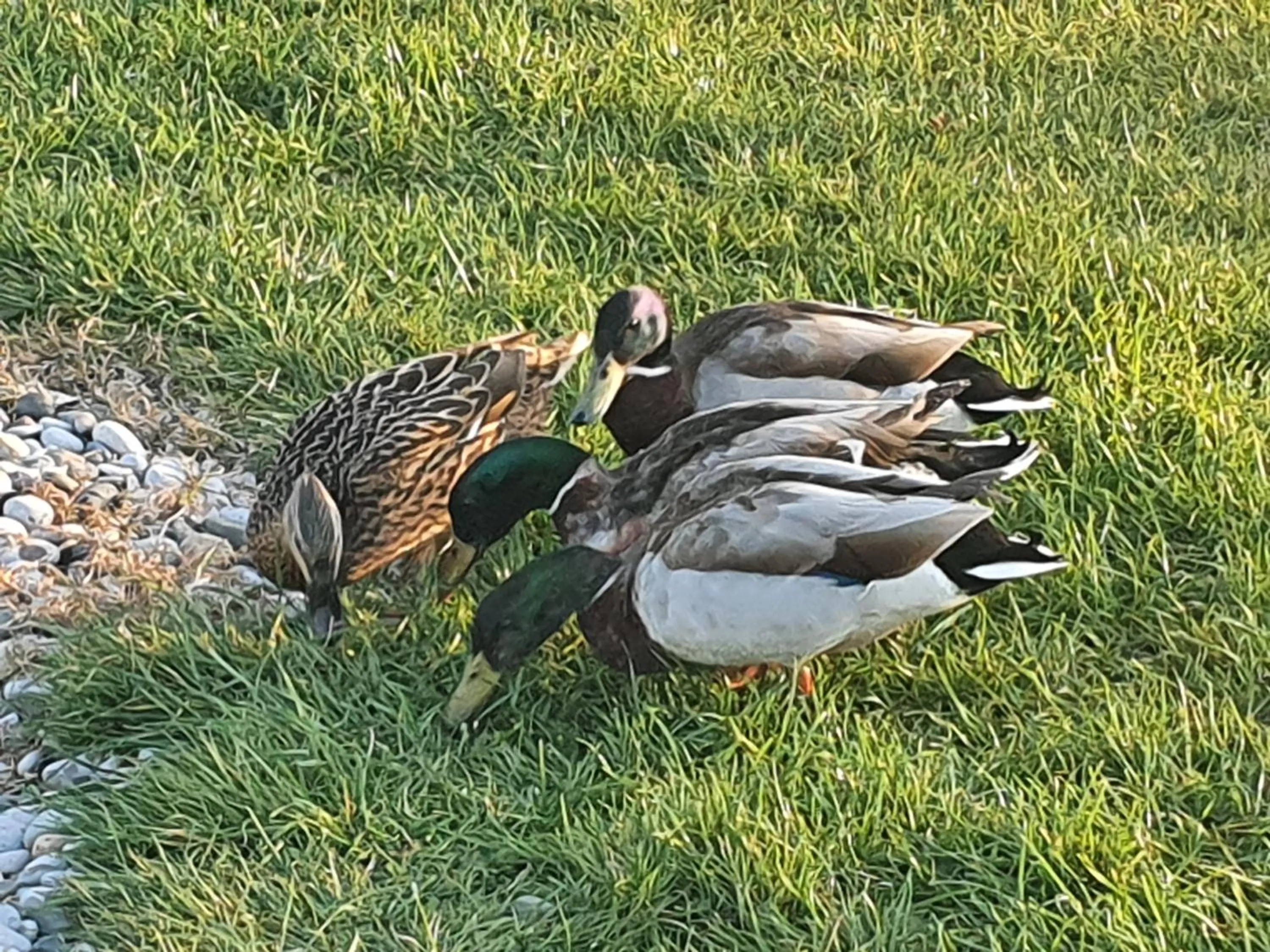 Animals in Tafarn y Waen - Guesthouse