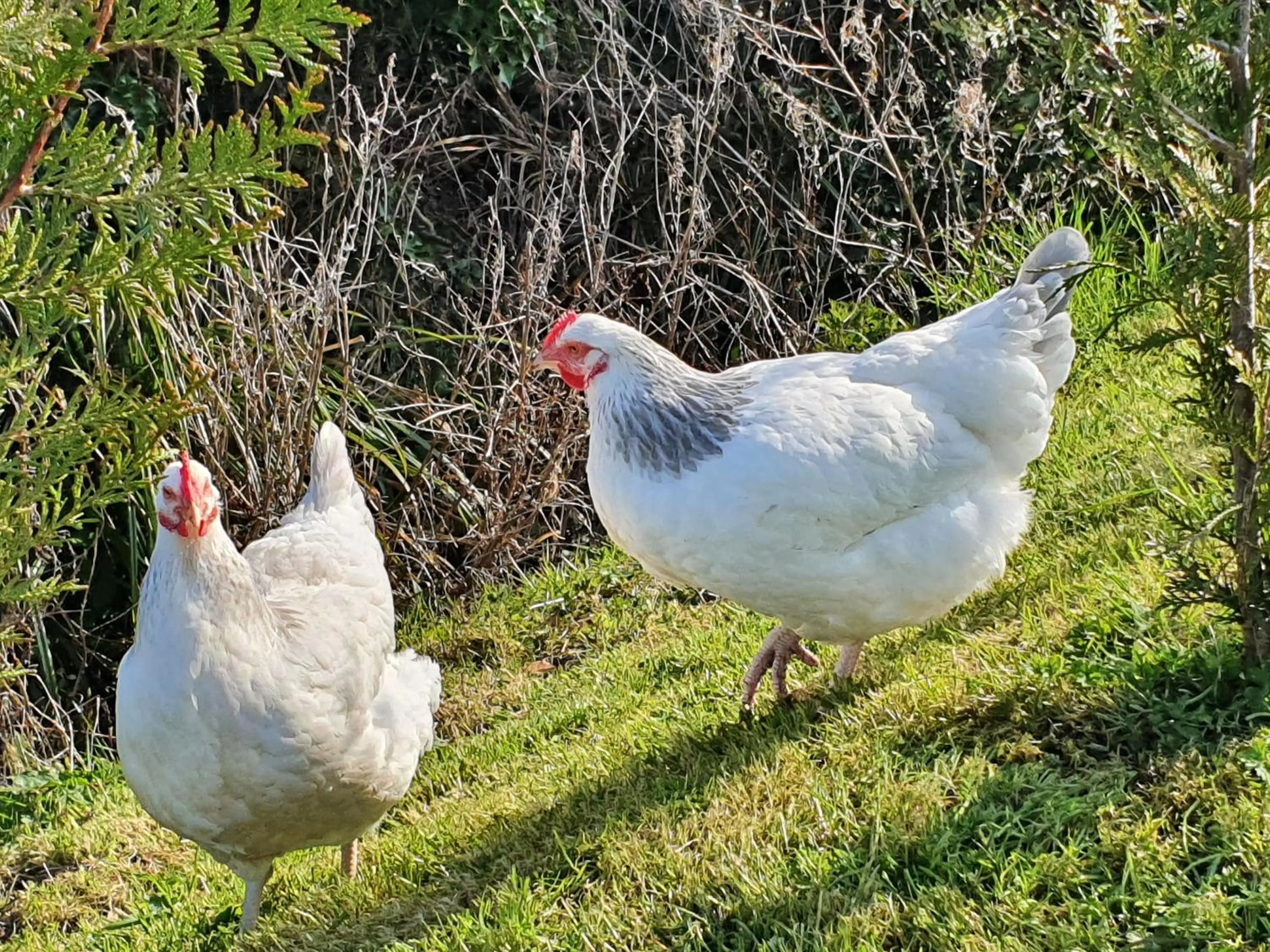 Pets in Tafarn y Waen - Guesthouse