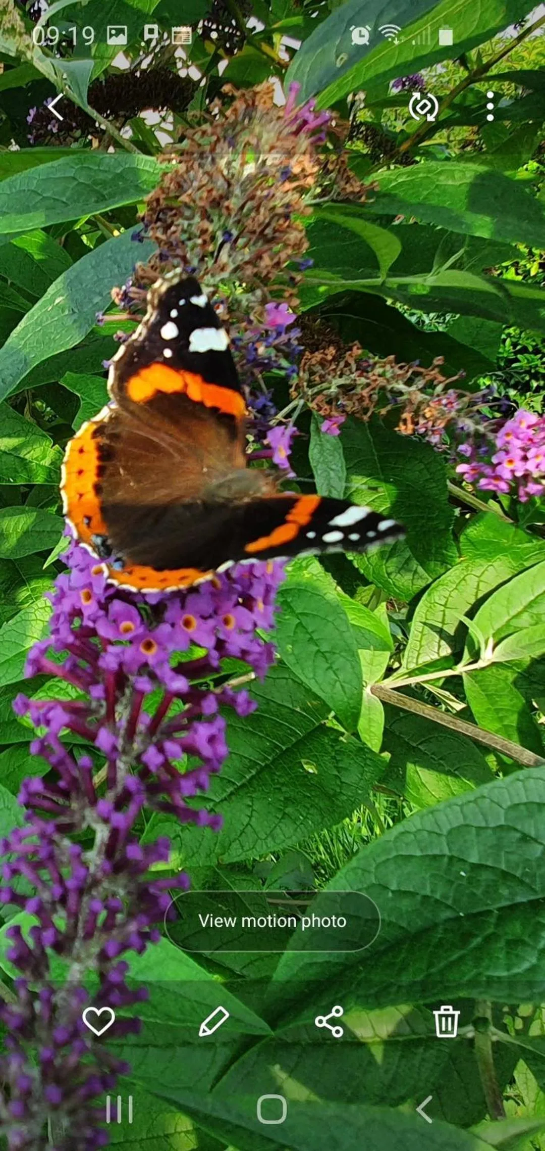 Animals in Tafarn y Waen - Guesthouse