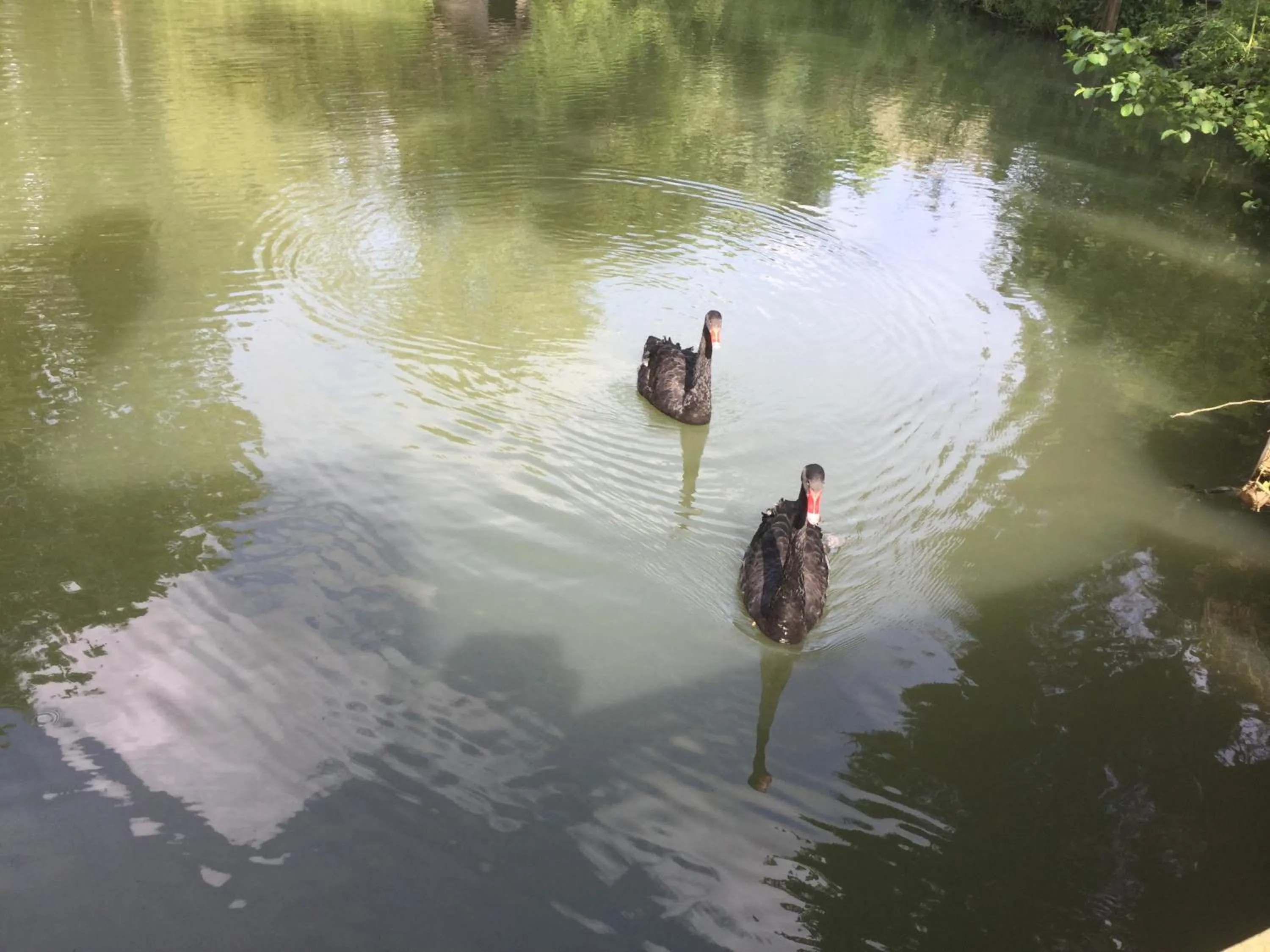 Fishing in Le Moulin Calme