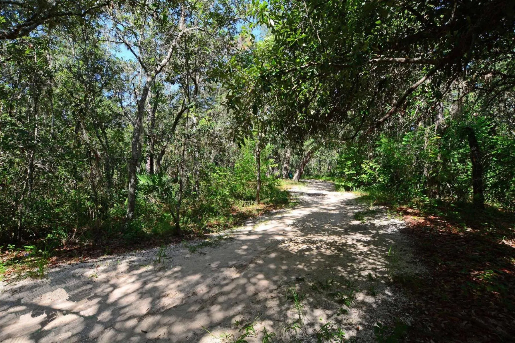 Natural landscape in Shooting Star - Family friendly 4 bed pool home on Emerald Island Resort - close to Disney World!