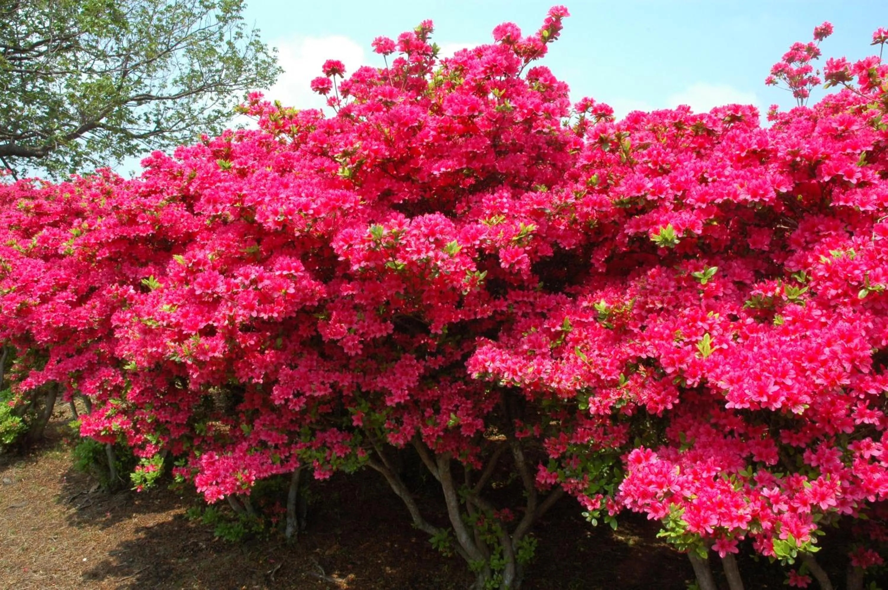 Natural landscape in Ito Kowakien