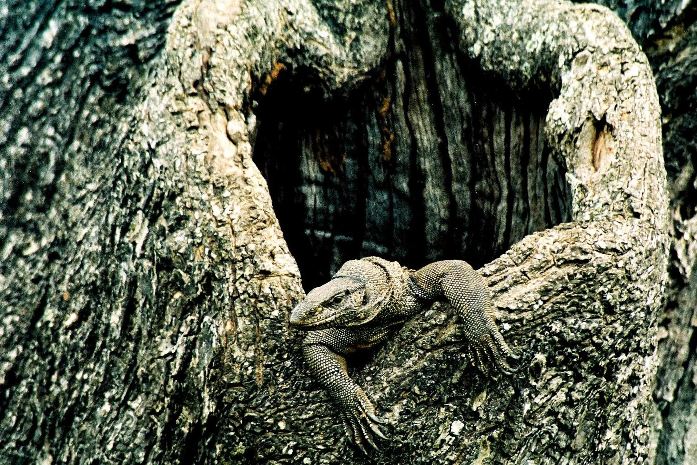 Off site in Big Game Yala - by Eco Team