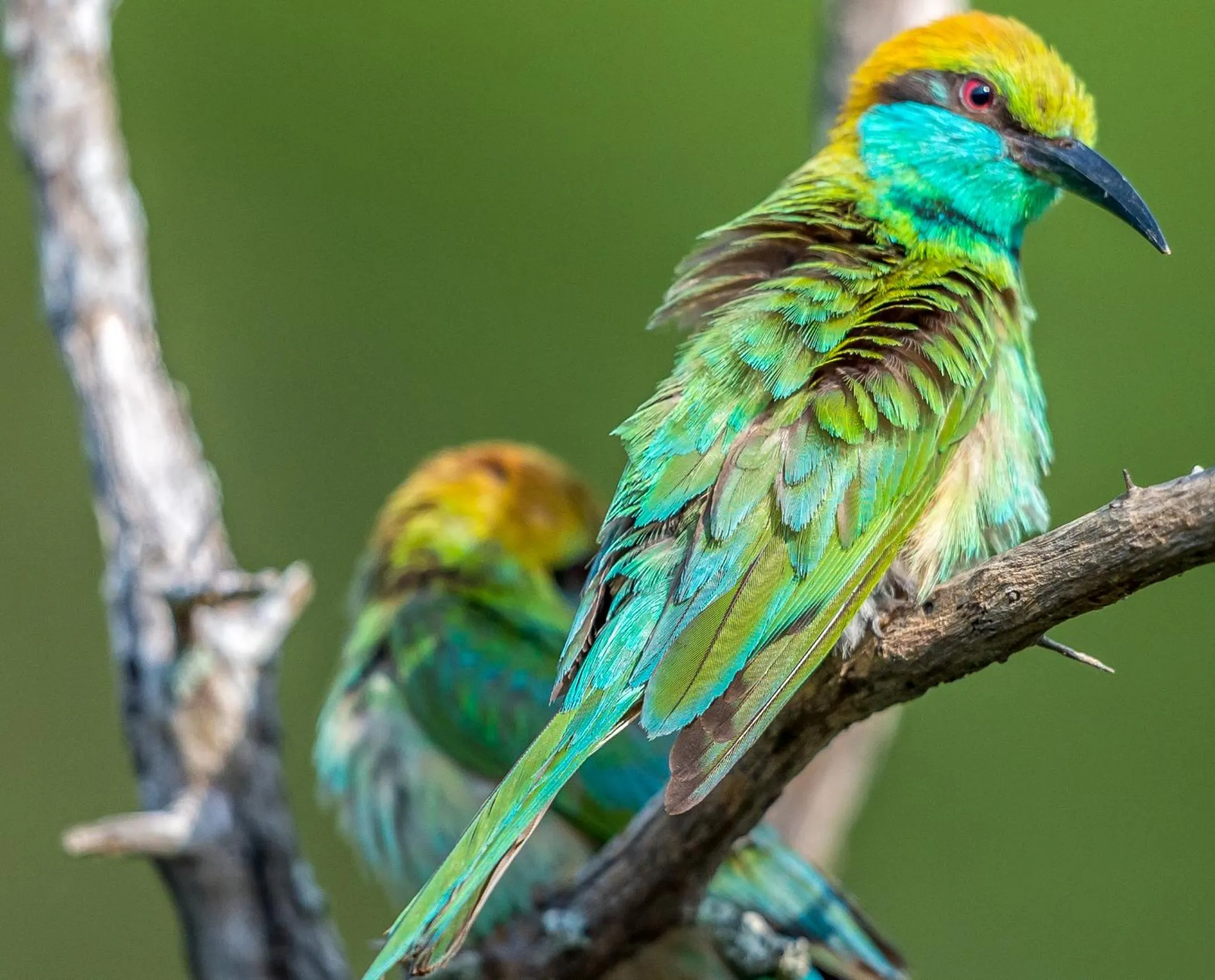 Off site in Big Game Yala - by Eco Team