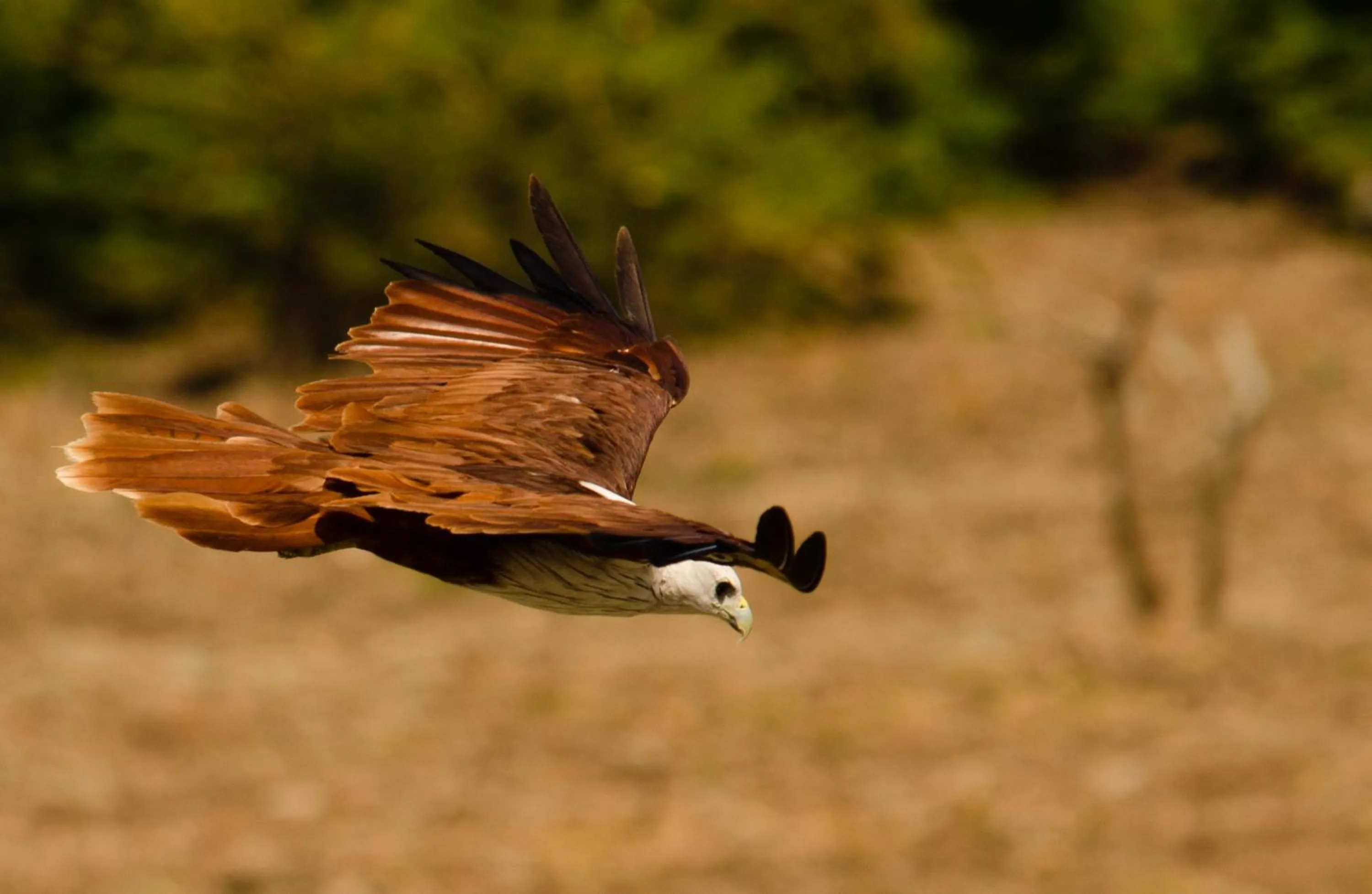 Off site in Big Game Yala - by Eco Team