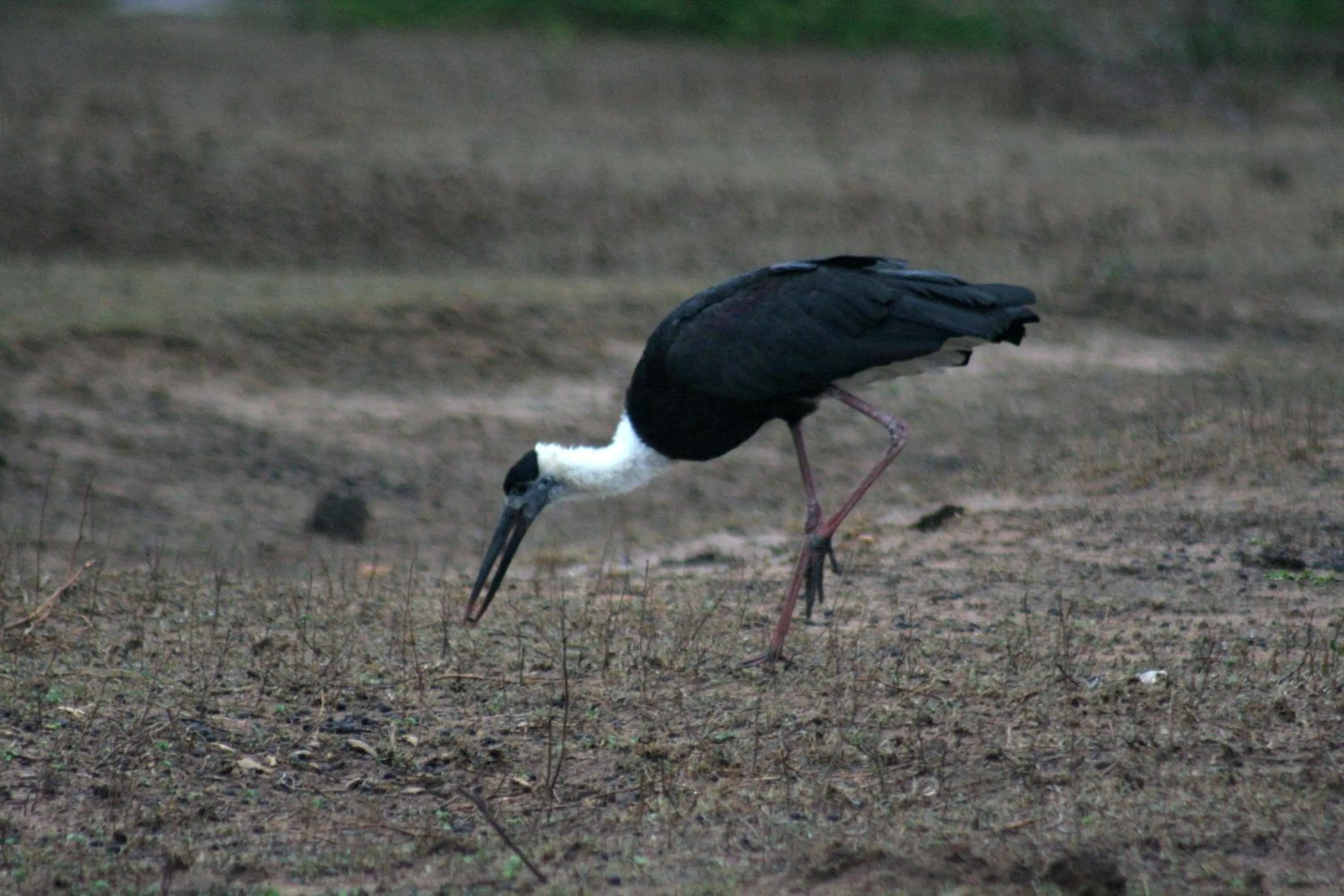 Animals in Big Game Yala - by Eco Team