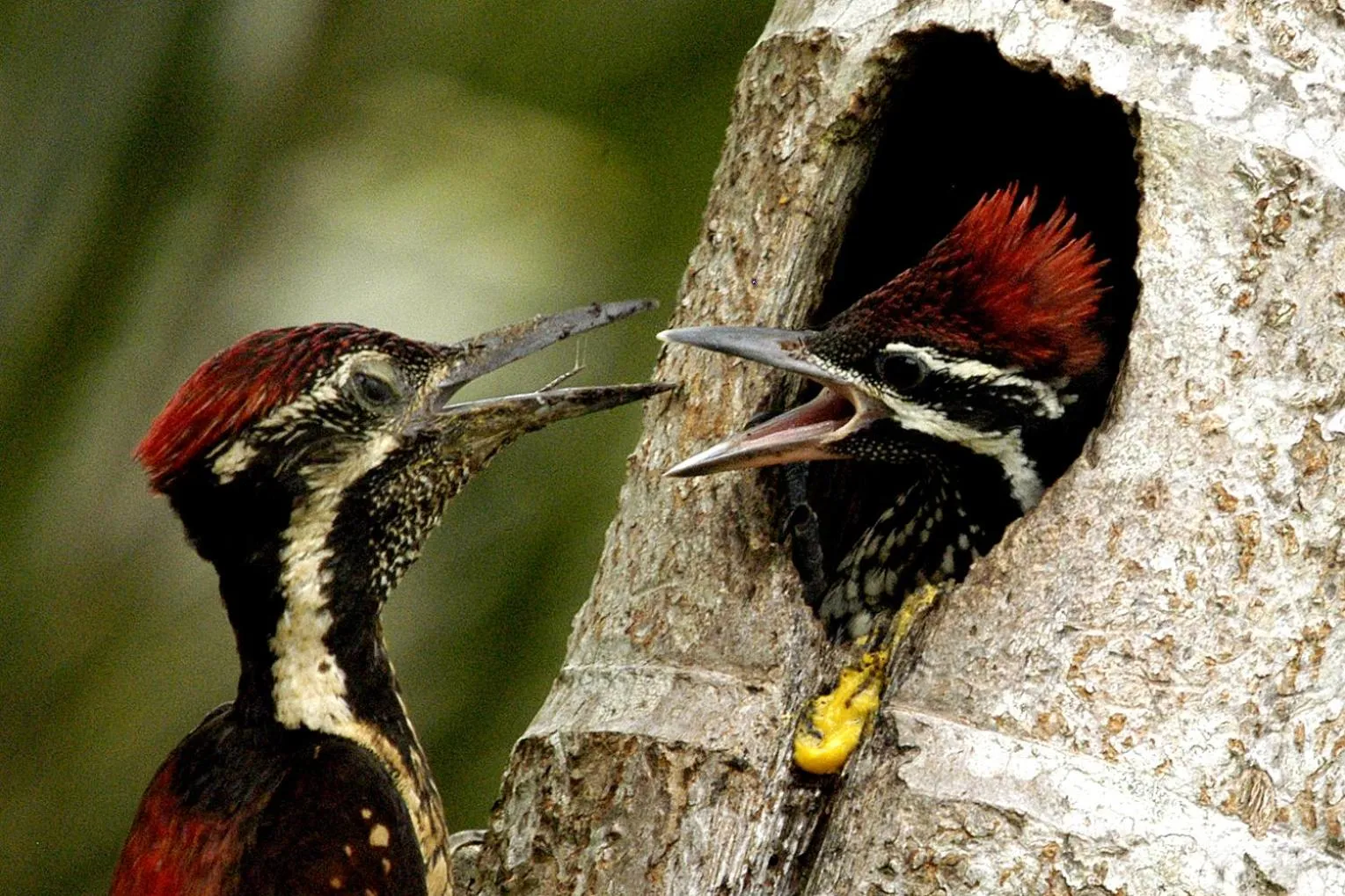 Animals in Big Game Yala - by Eco Team