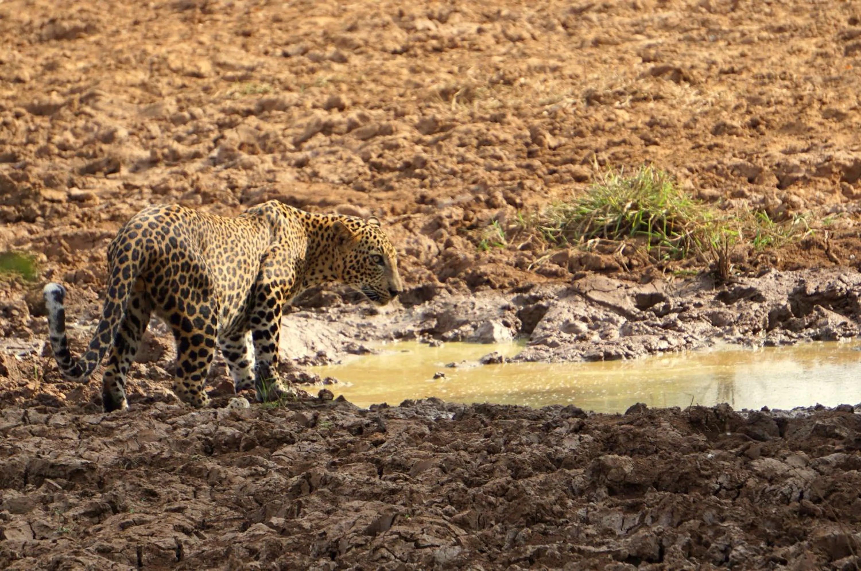 Off site in Big Game Yala - by Eco Team