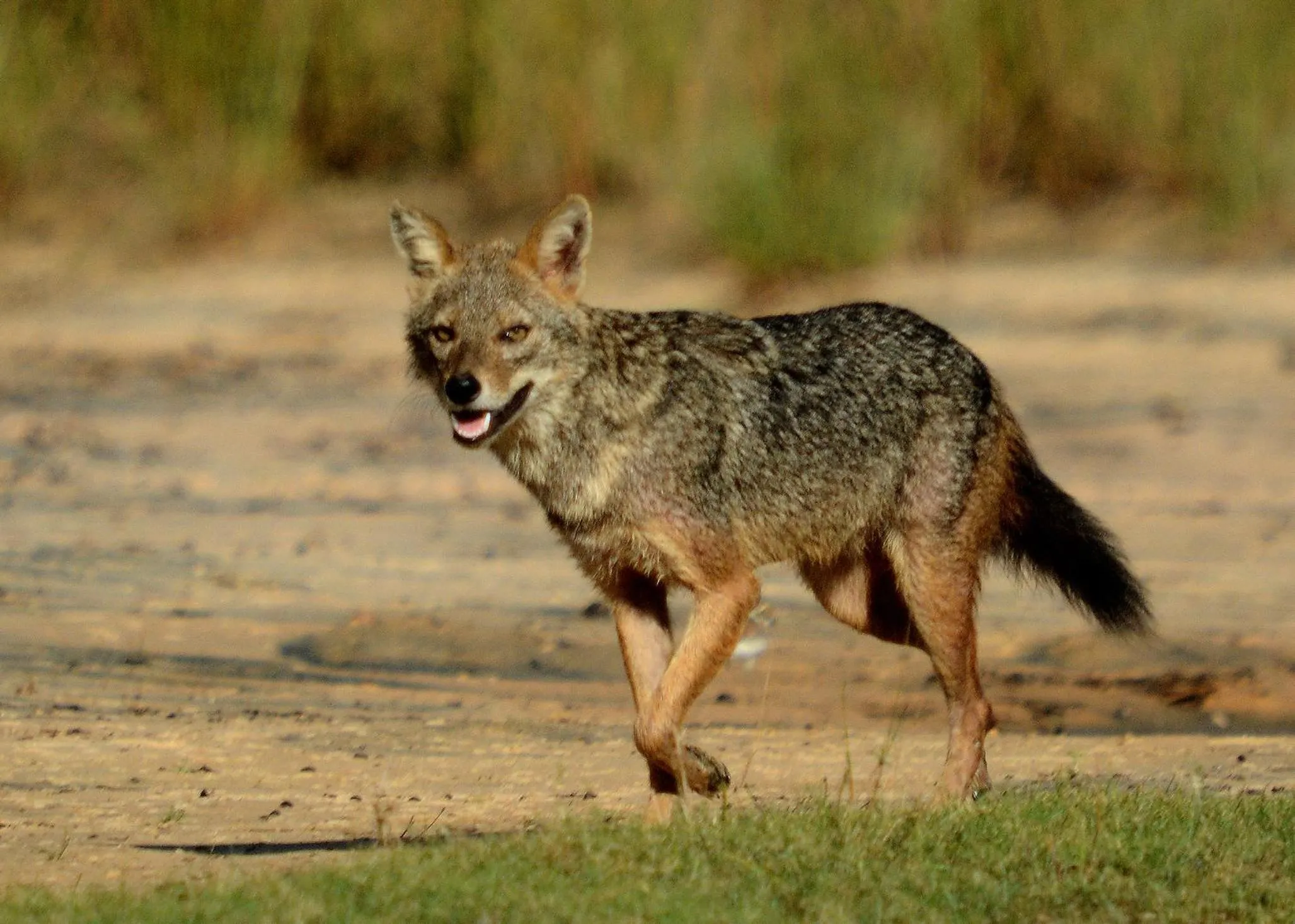 Animals in Big Game Yala - by Eco Team