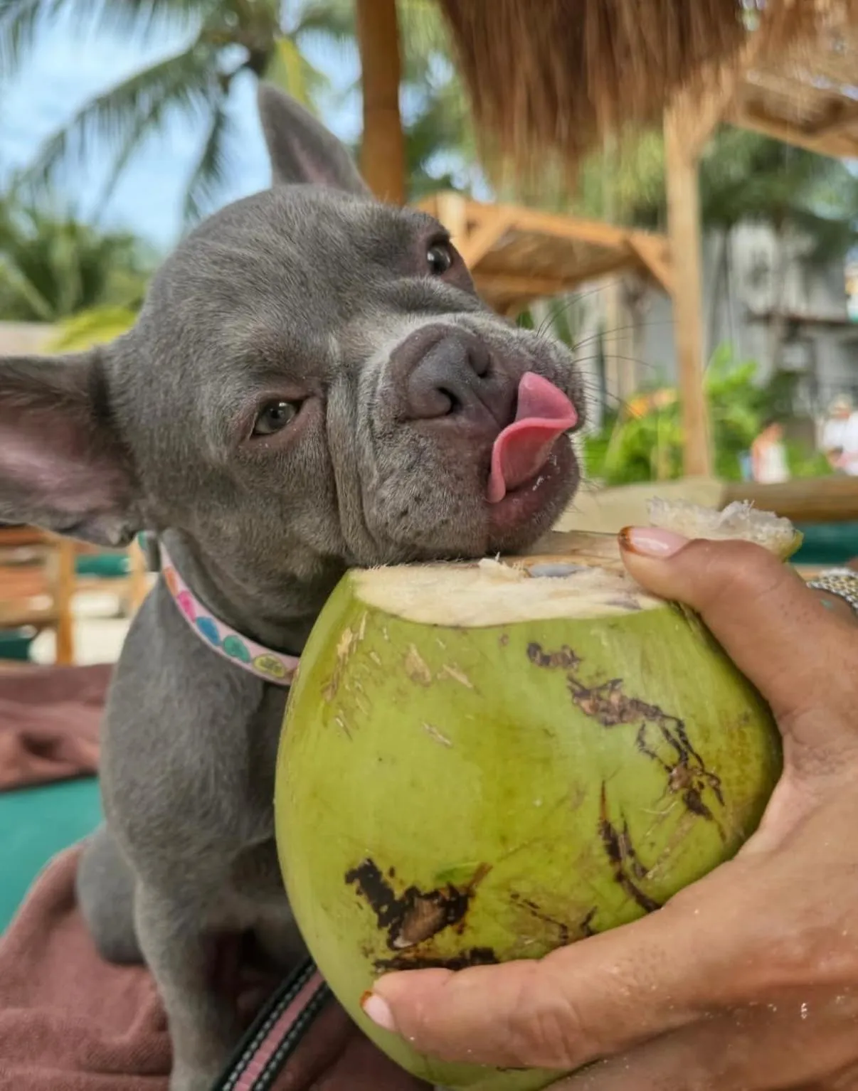 Guests in Mayan Monkey Isla Mujeres - Social Hotel