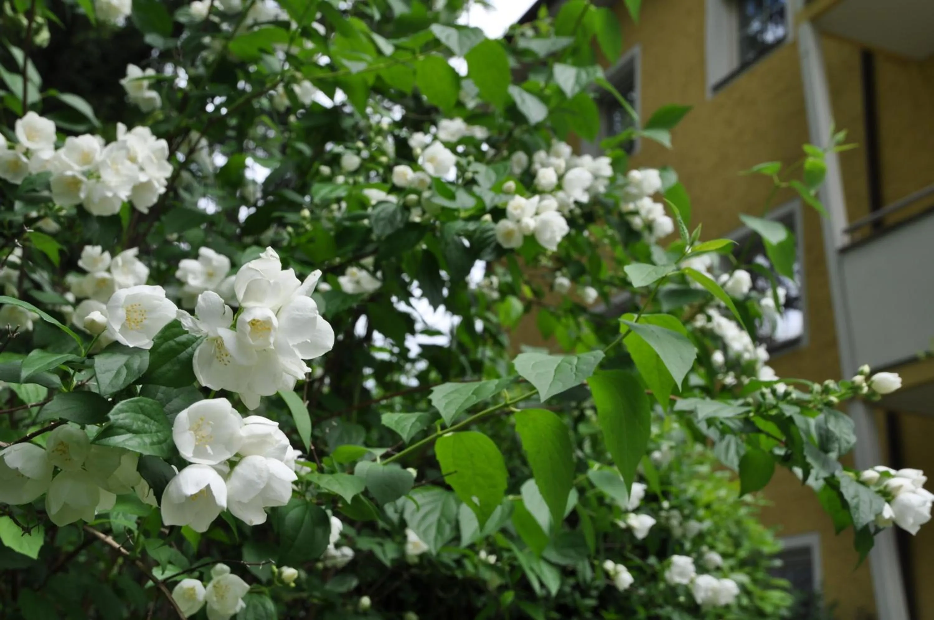 Apartments Villa Majense