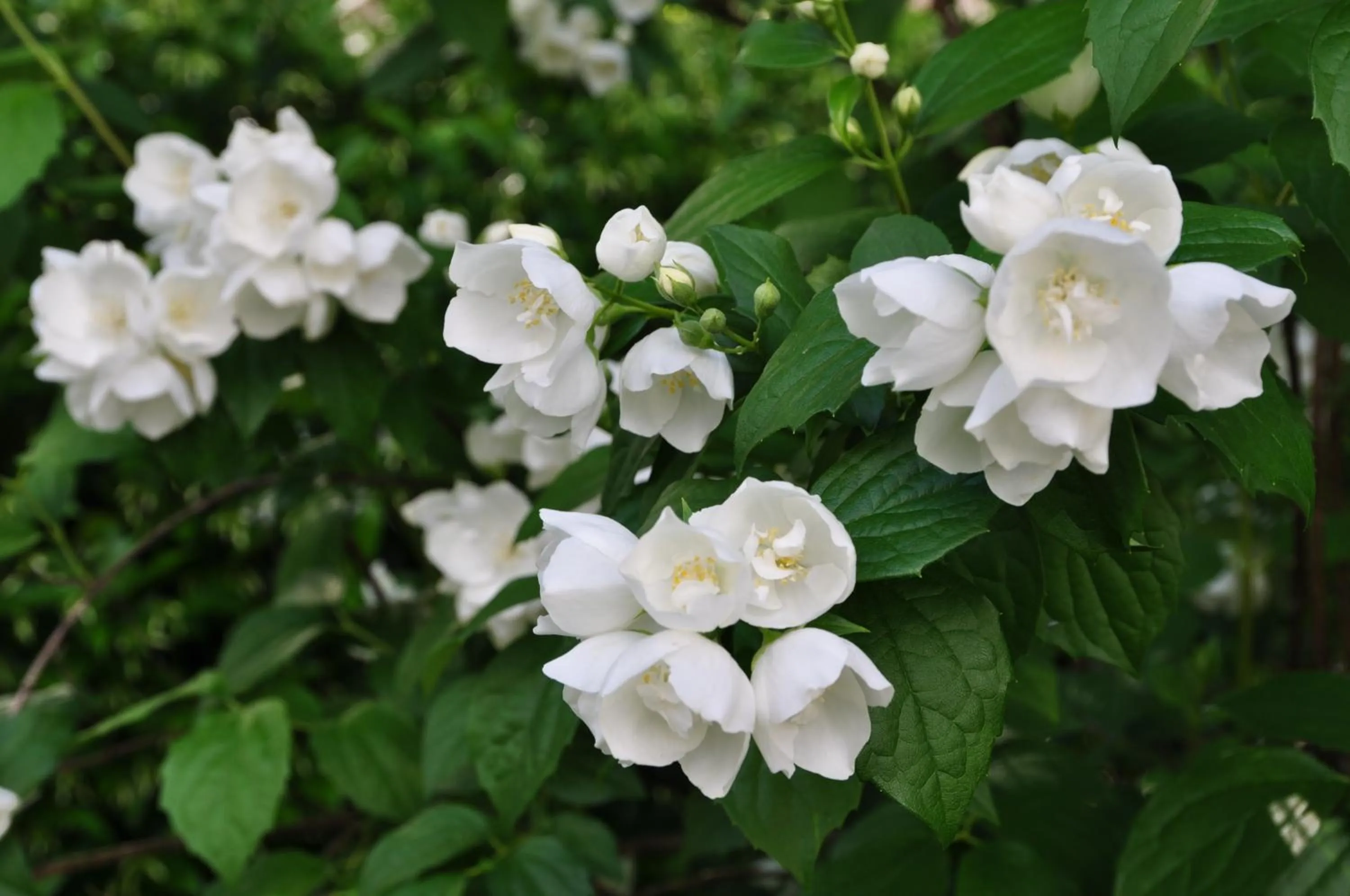 Garden in Apartments Villa Majense
