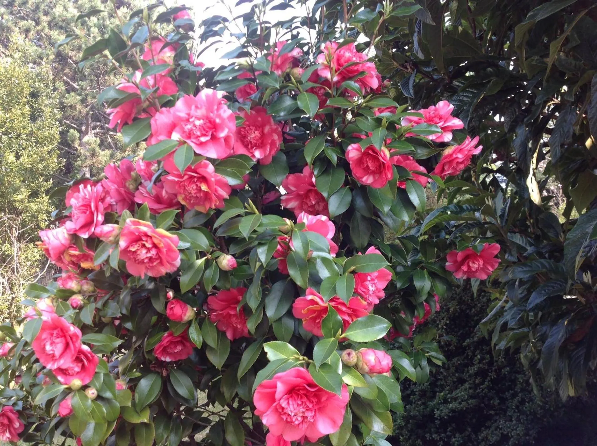Garden in Apartments Villa Majense