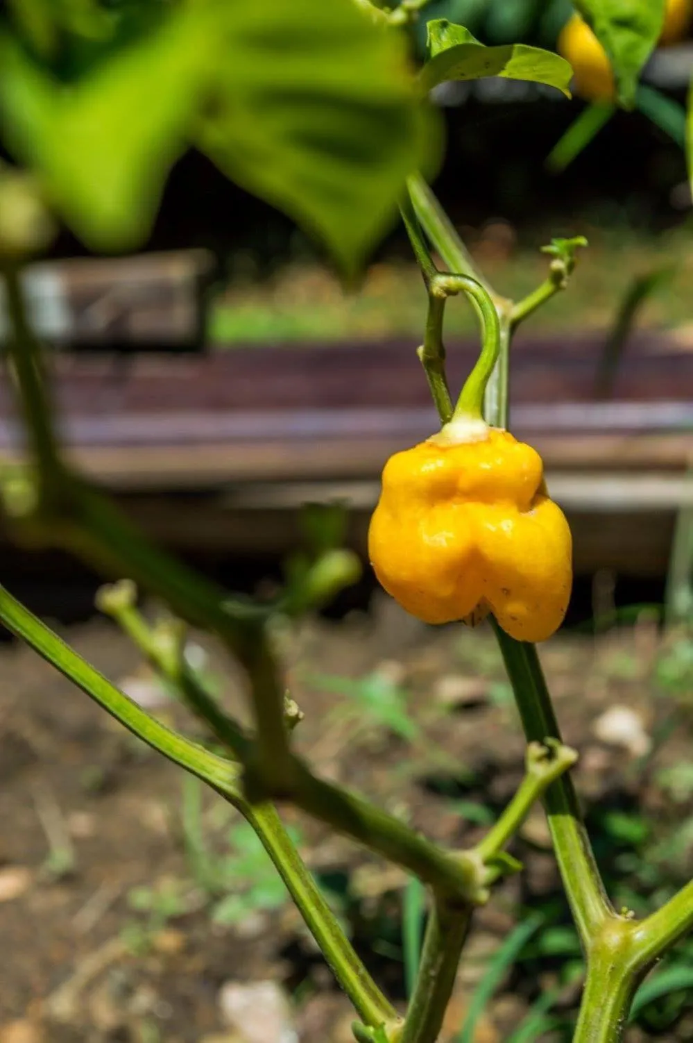 The Resort at Marble Hill