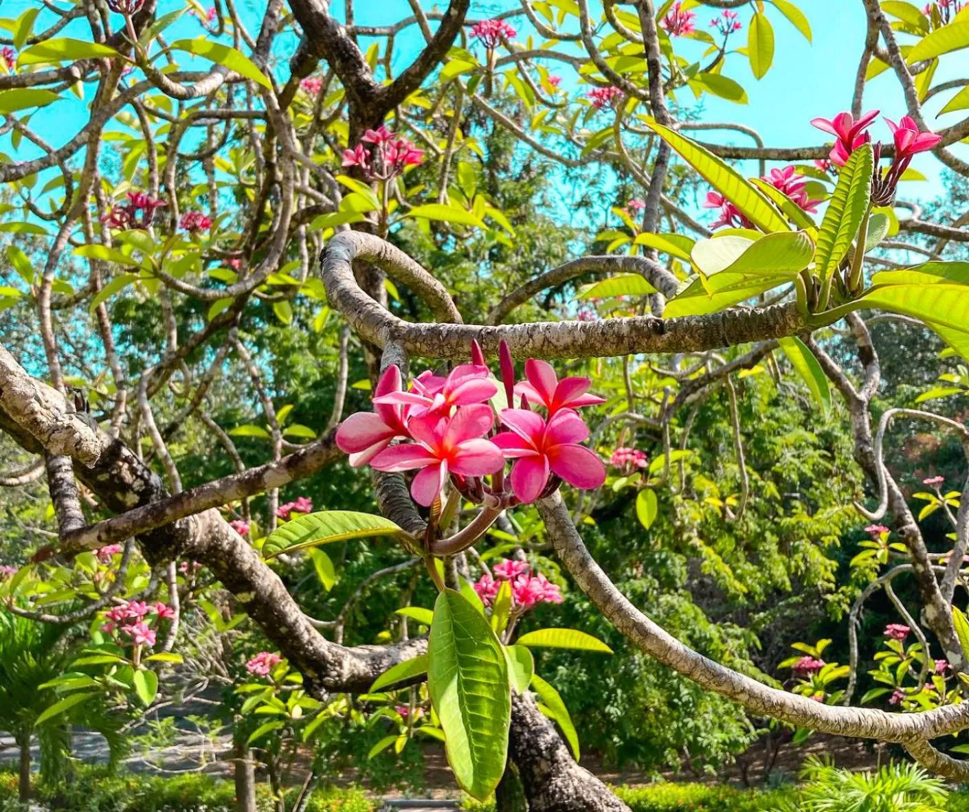 Garden in The Resort at Marble Hill