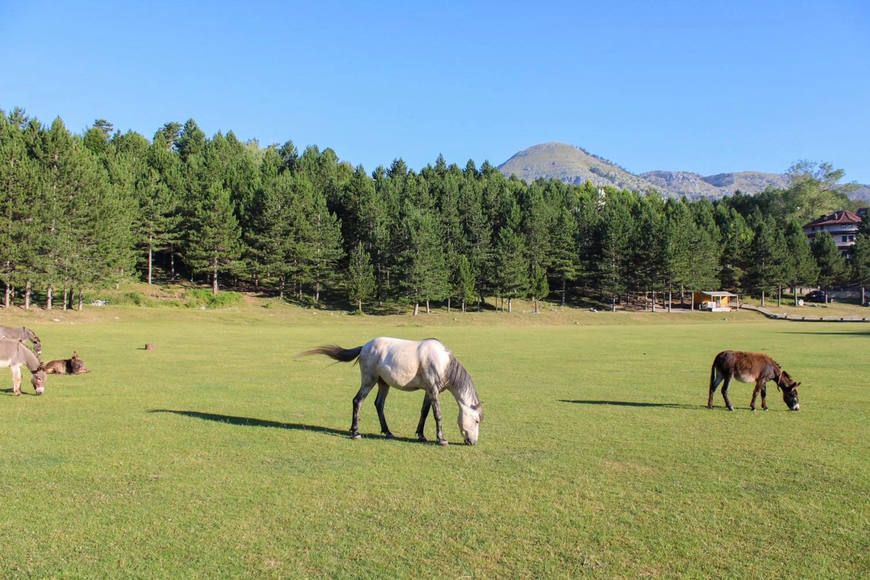 Animals in Natyral Razma Resort