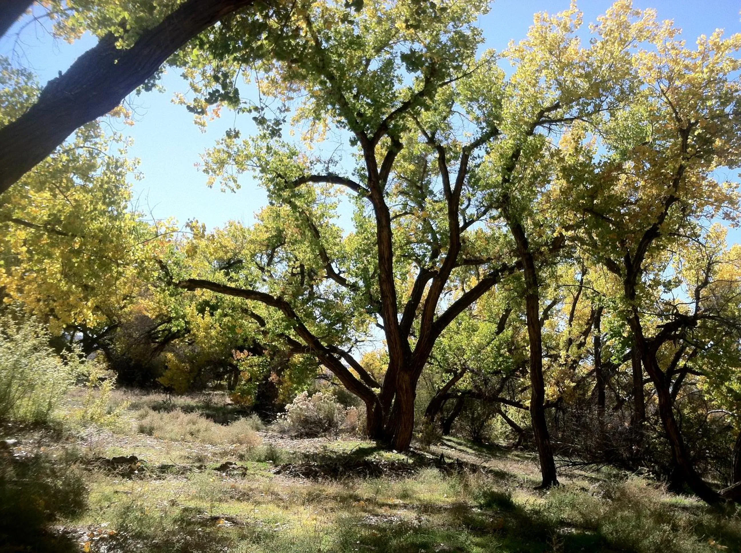 Silver River Adobe Inn Bed and Breakfast