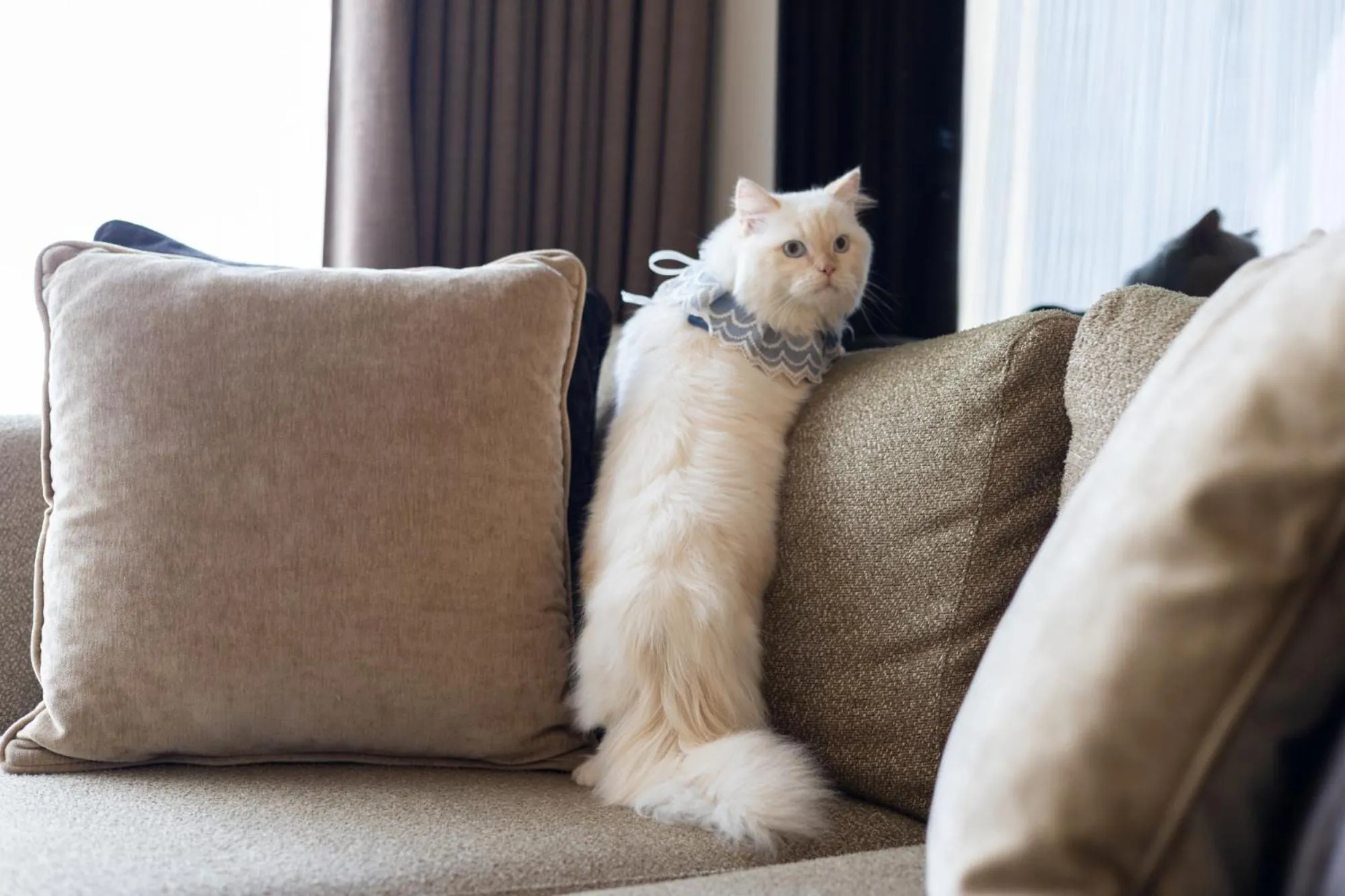 Pets in DoubleTree by Hilton Sukhumvit Bangkok