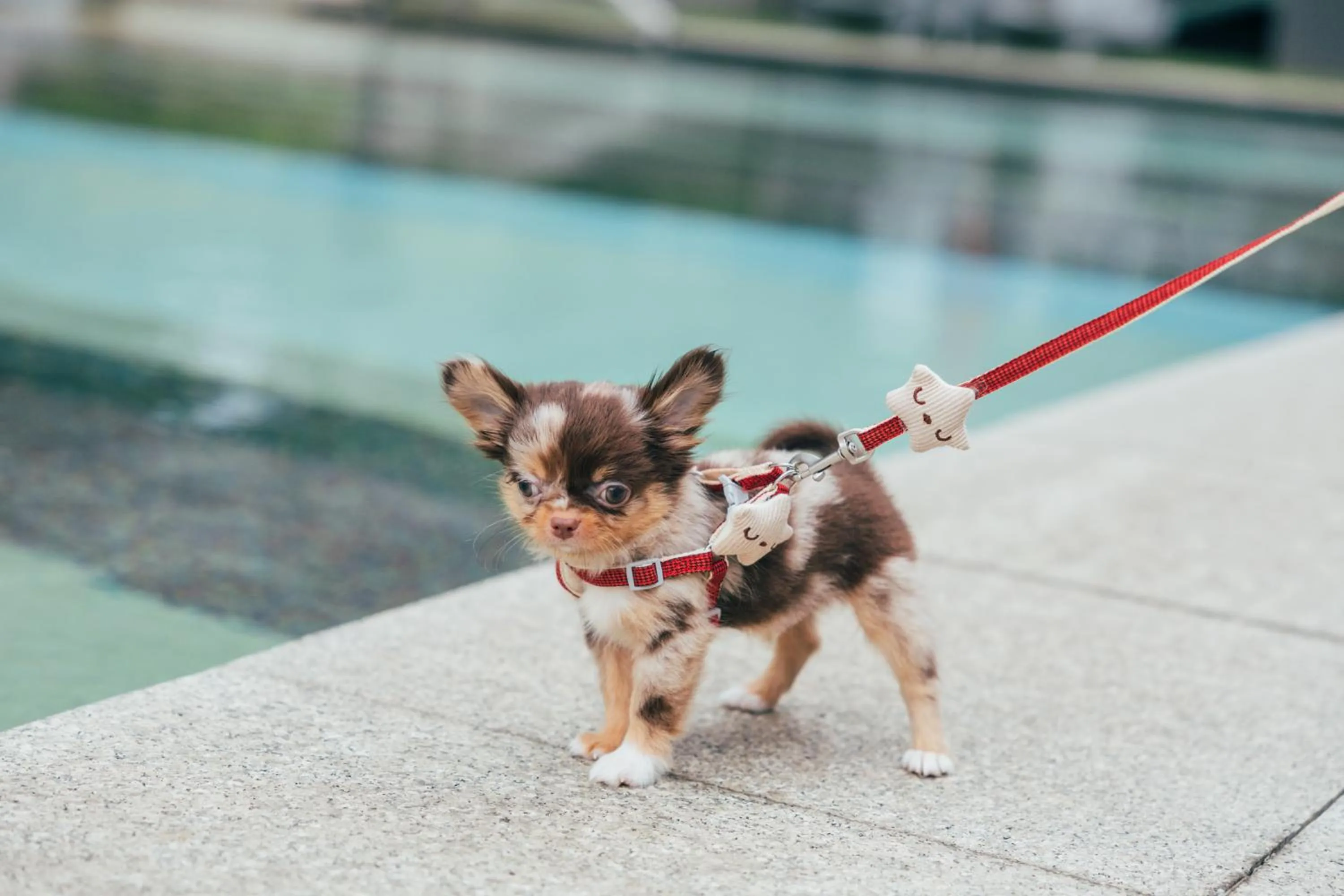 Pets in DoubleTree by Hilton Sukhumvit Bangkok