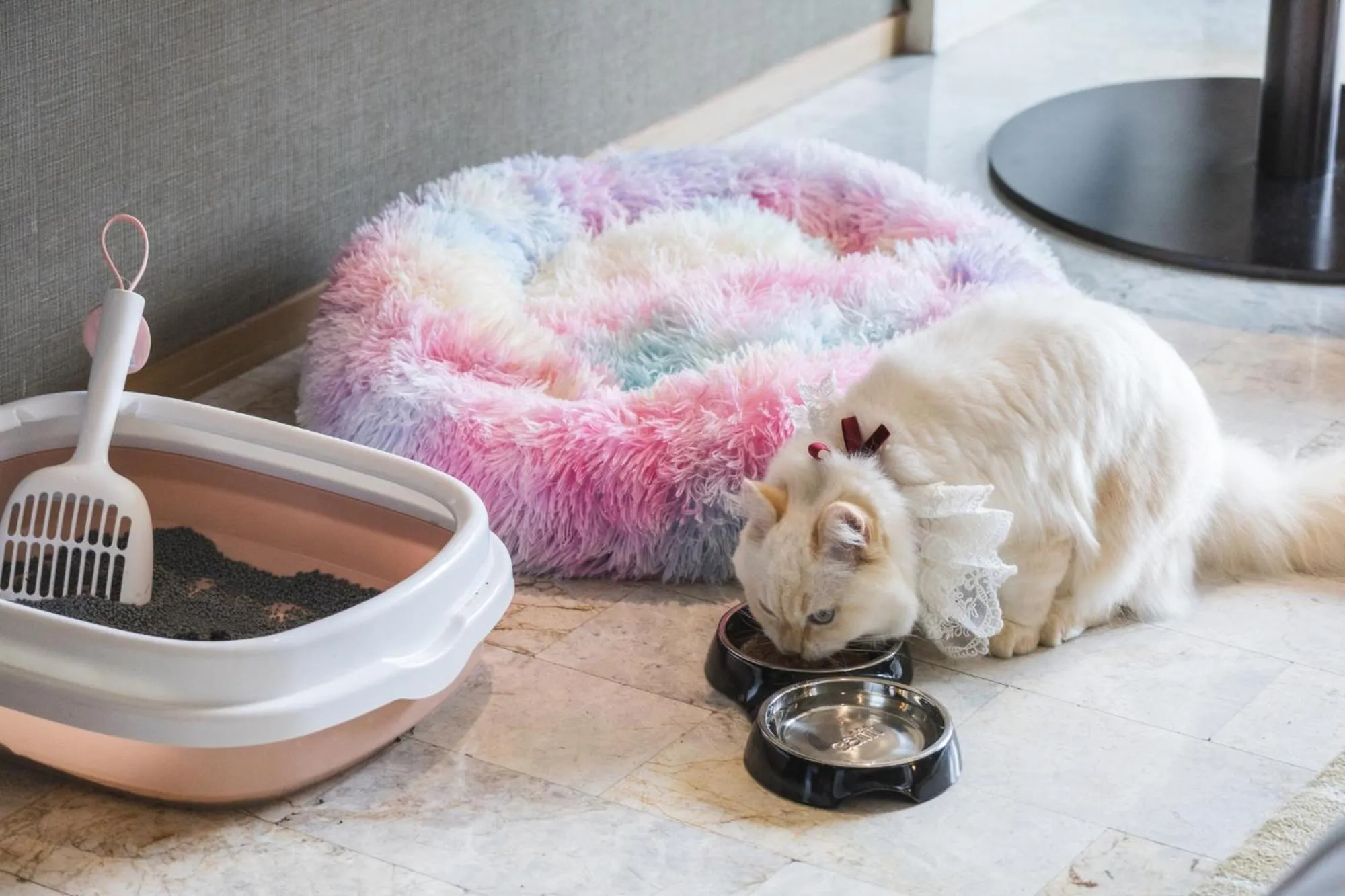 Pets in DoubleTree by Hilton Sukhumvit Bangkok