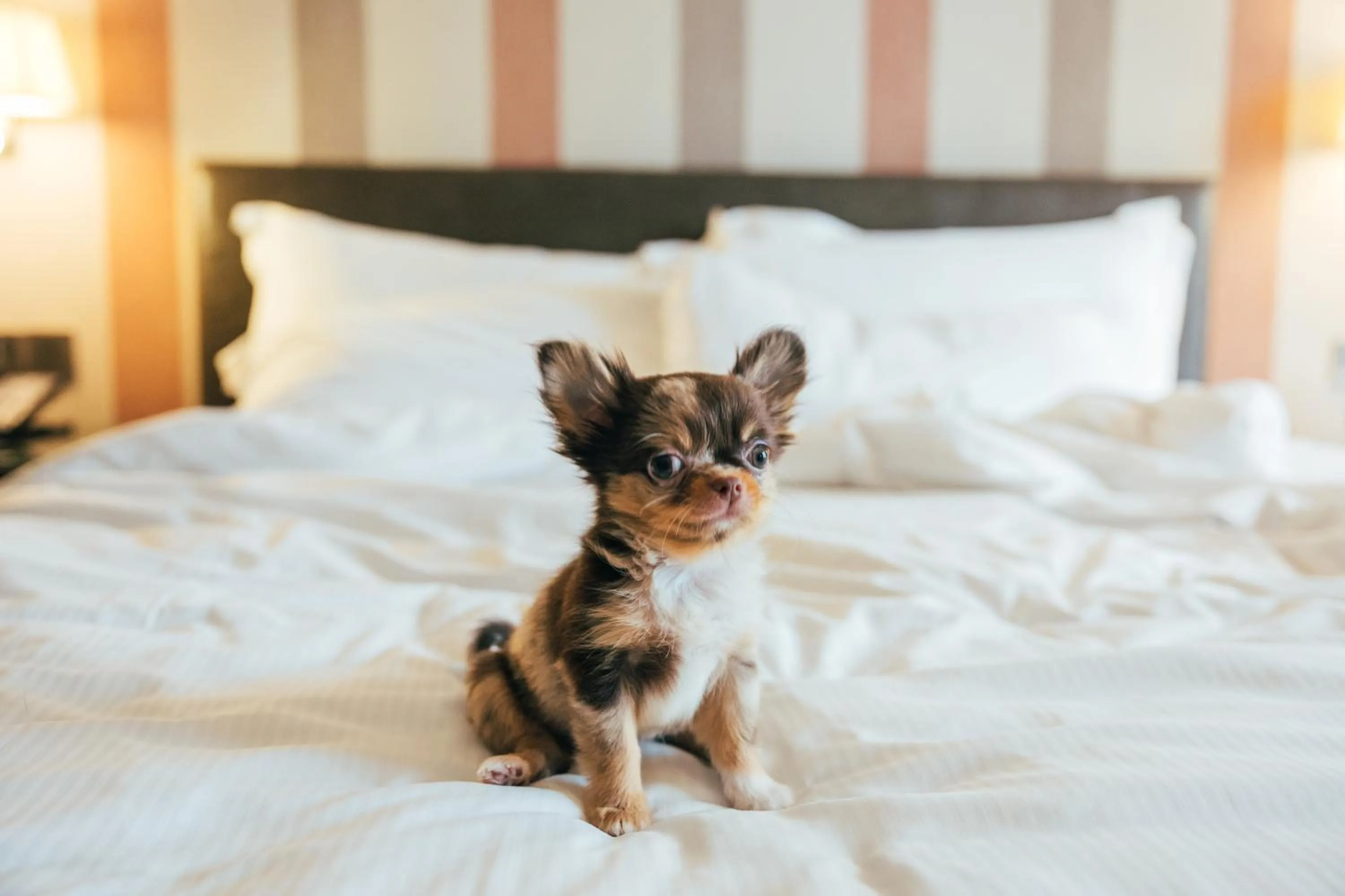 pet friendly, Bed in DoubleTree by Hilton Sukhumvit Bangkok