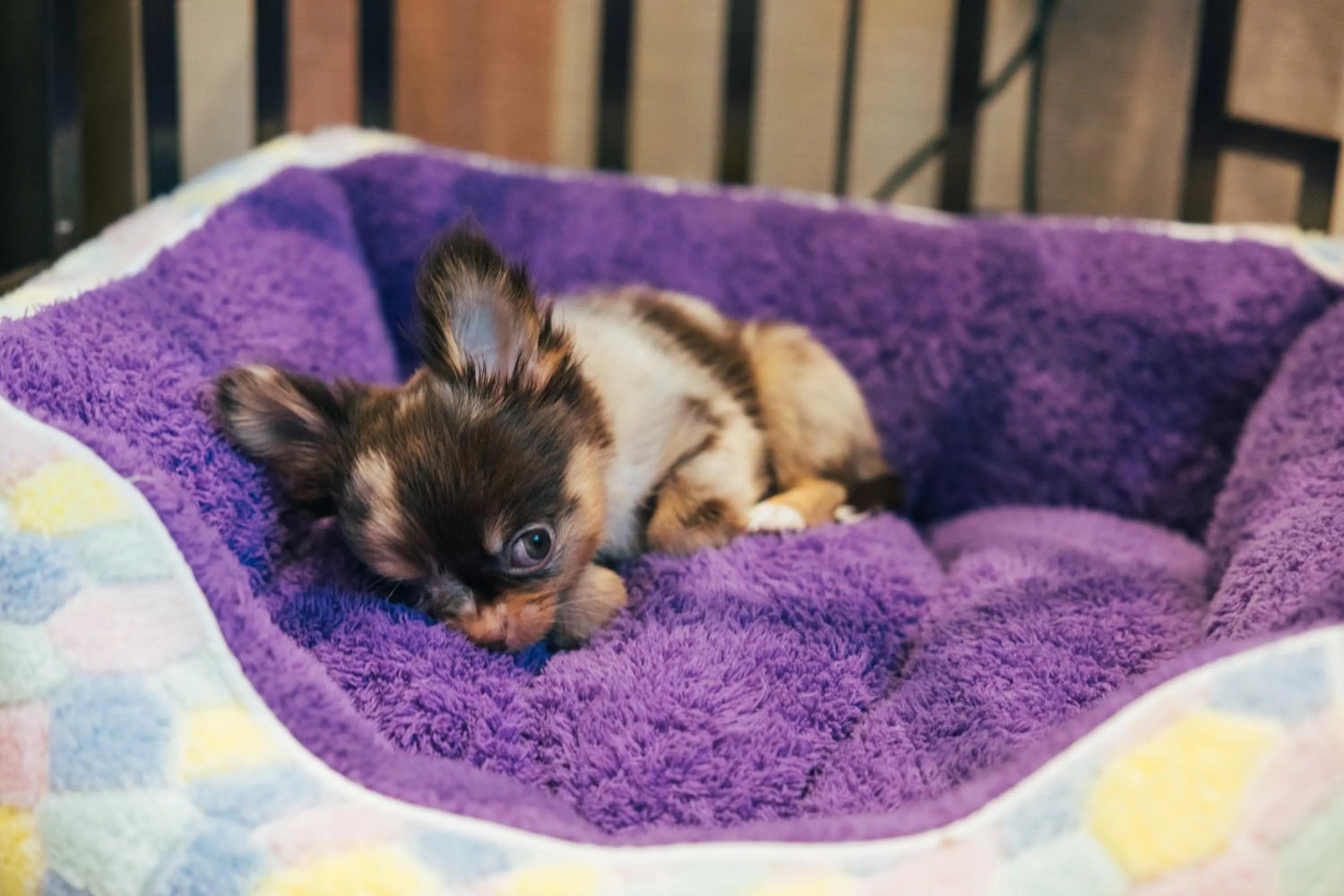 Pets in DoubleTree by Hilton Sukhumvit Bangkok