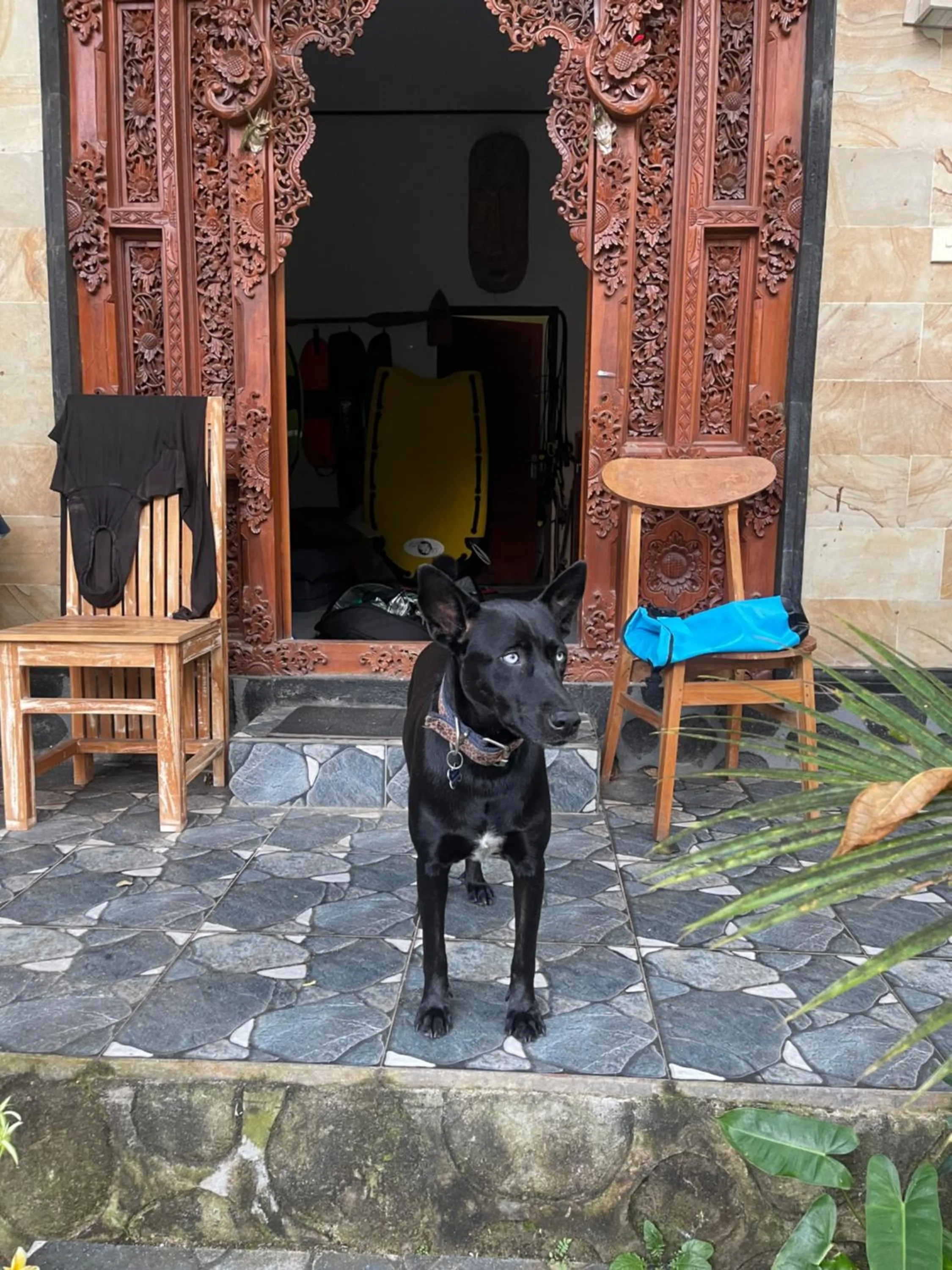 Pets in Satria Bungalow