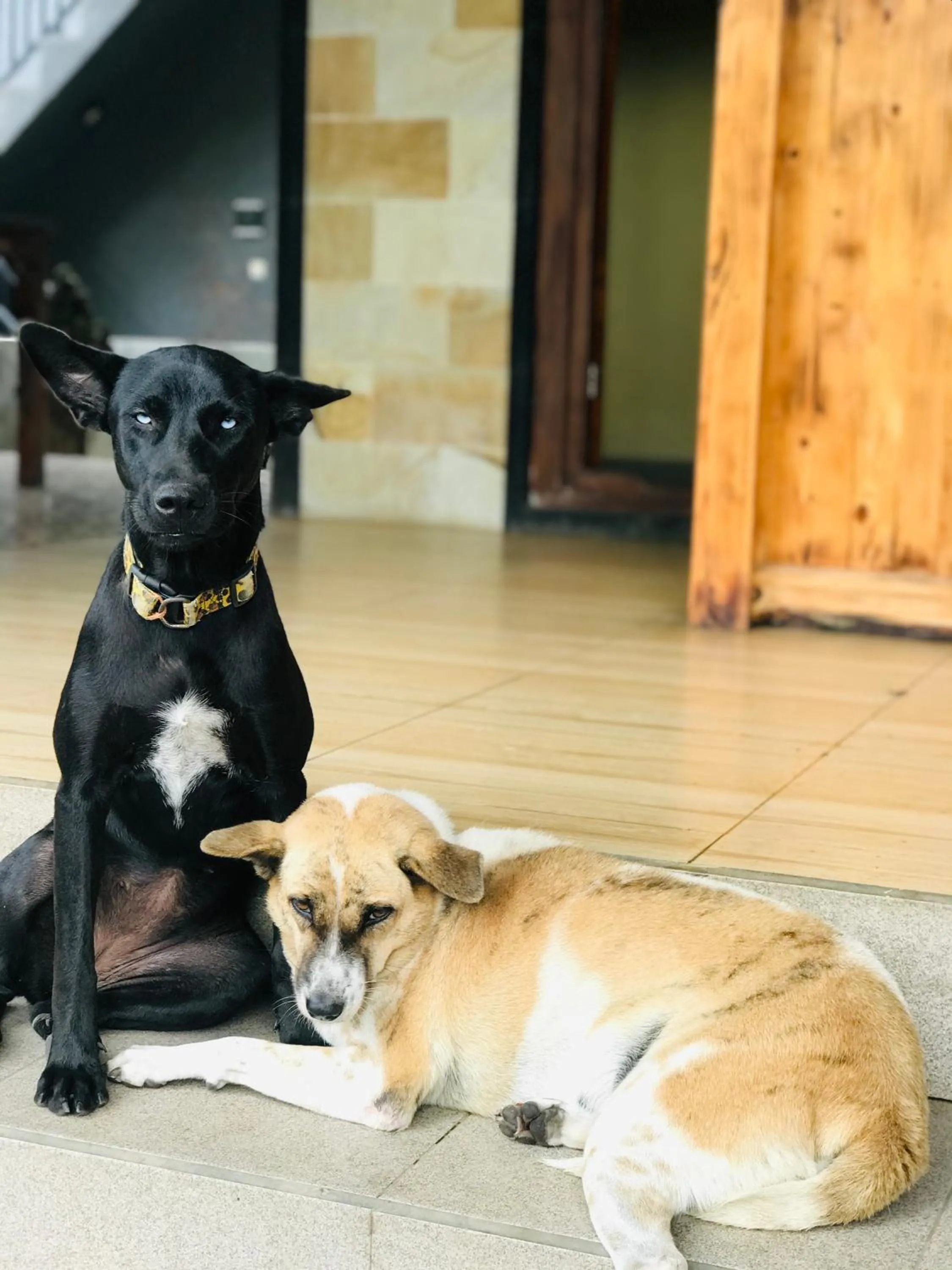 Animals in Satria Bungalow