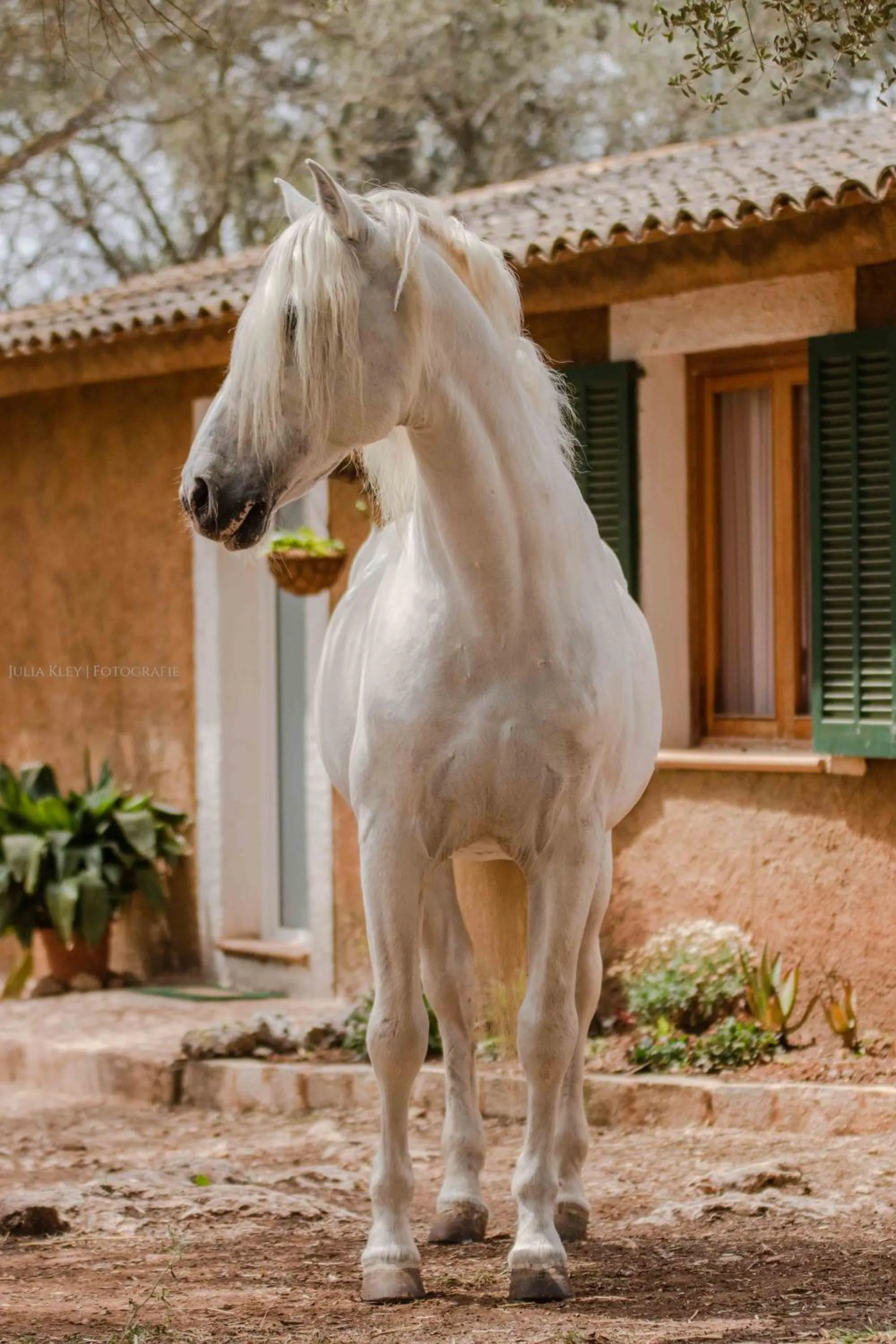 Finca Agroturismo Son Menut