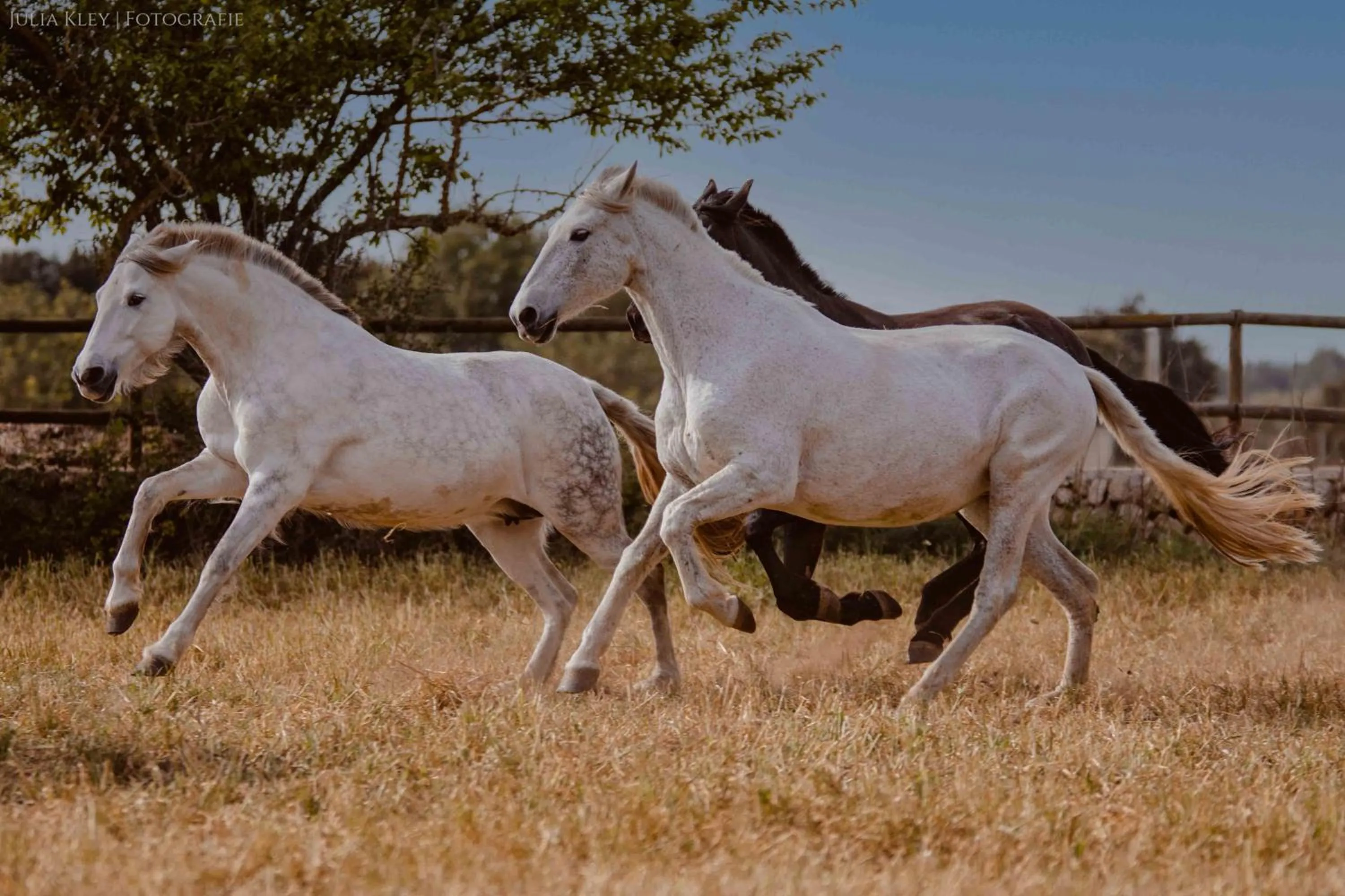 Finca Agroturismo Son Menut