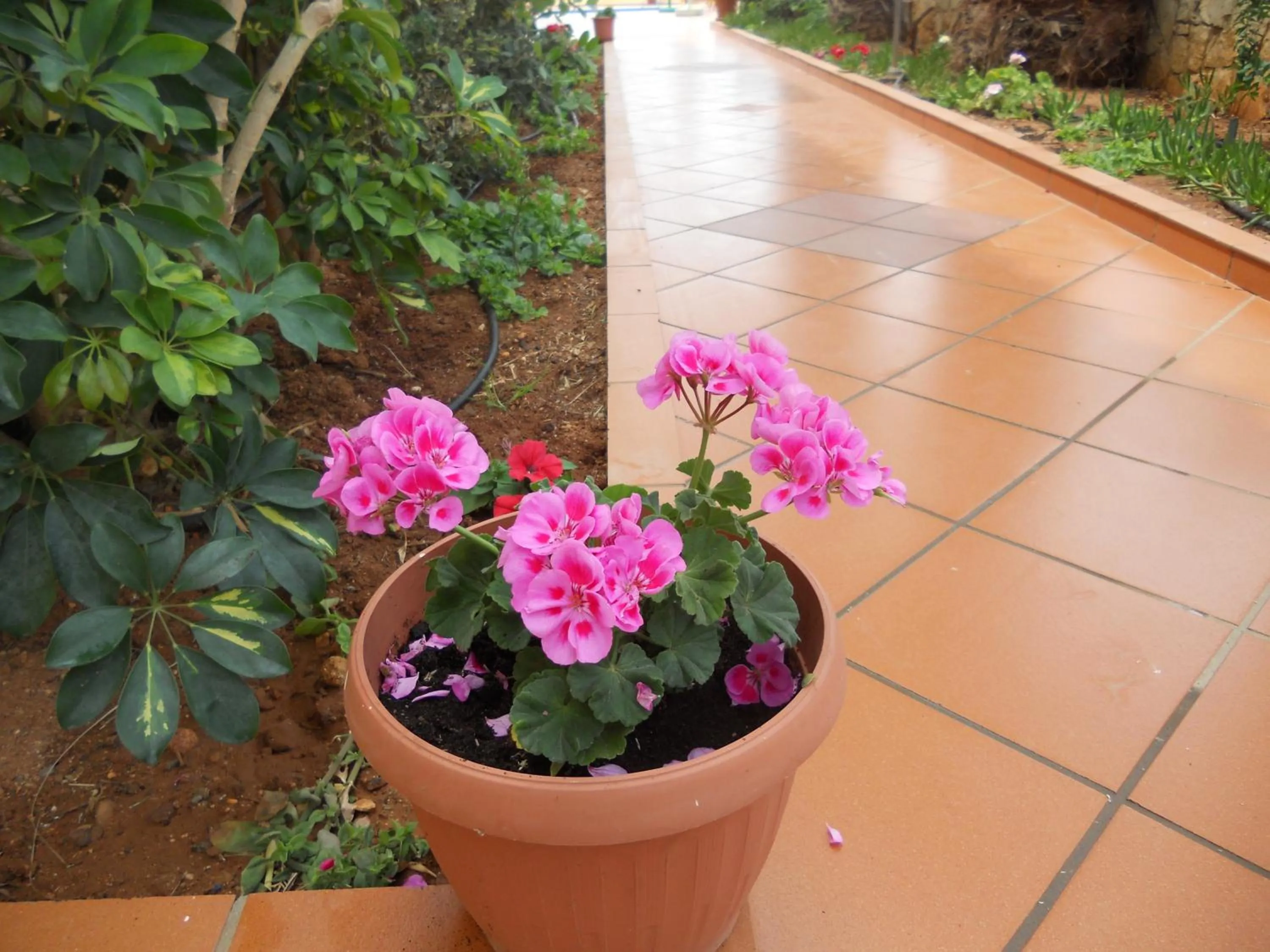 Decorative detail in Aspri Petra Apartments