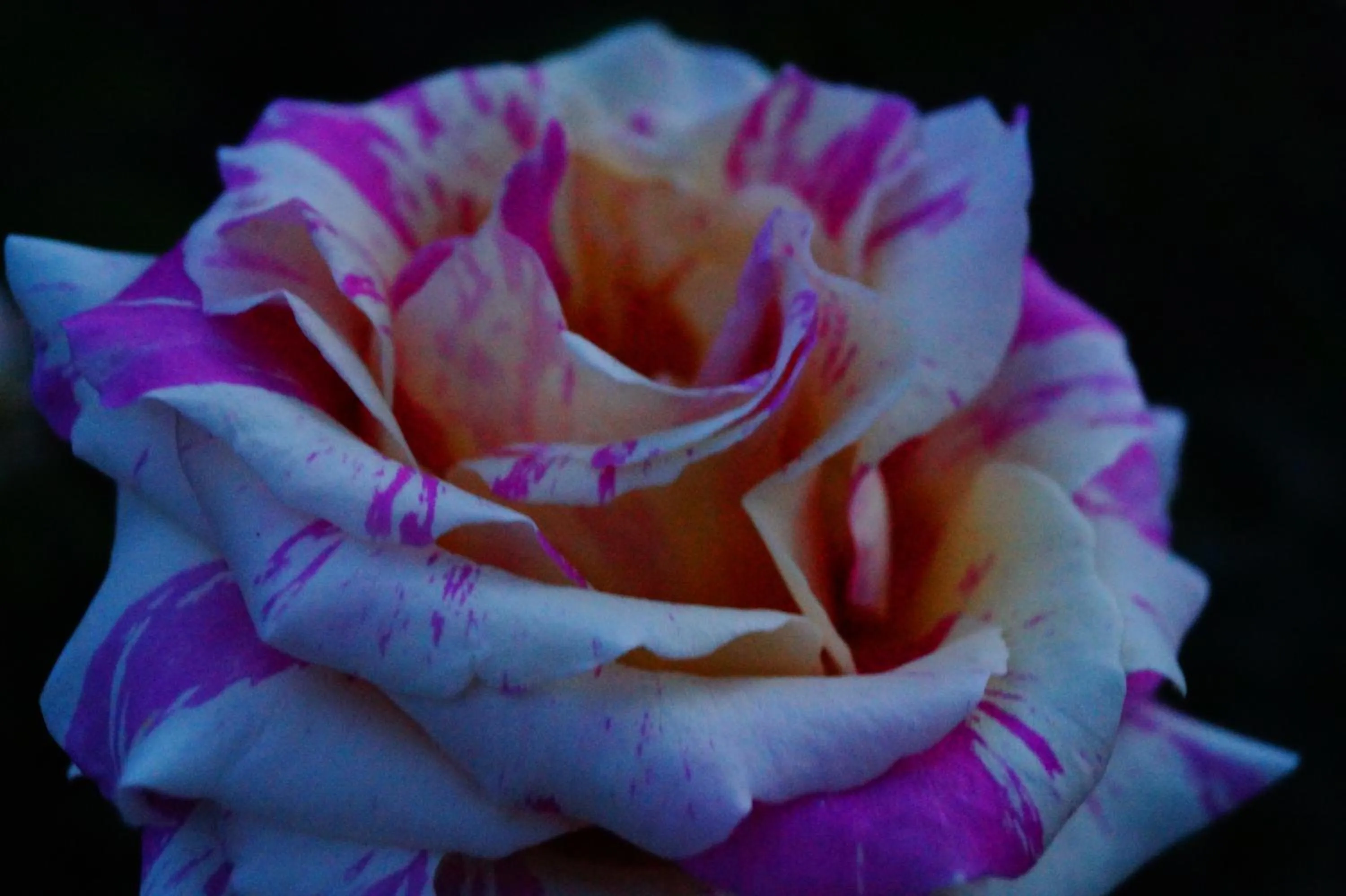 Other in Aux Greniers à Rêves