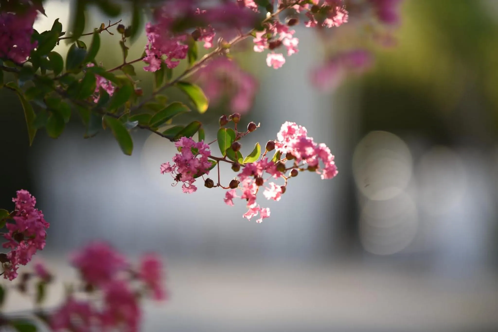 PepeRosa B&B and Events