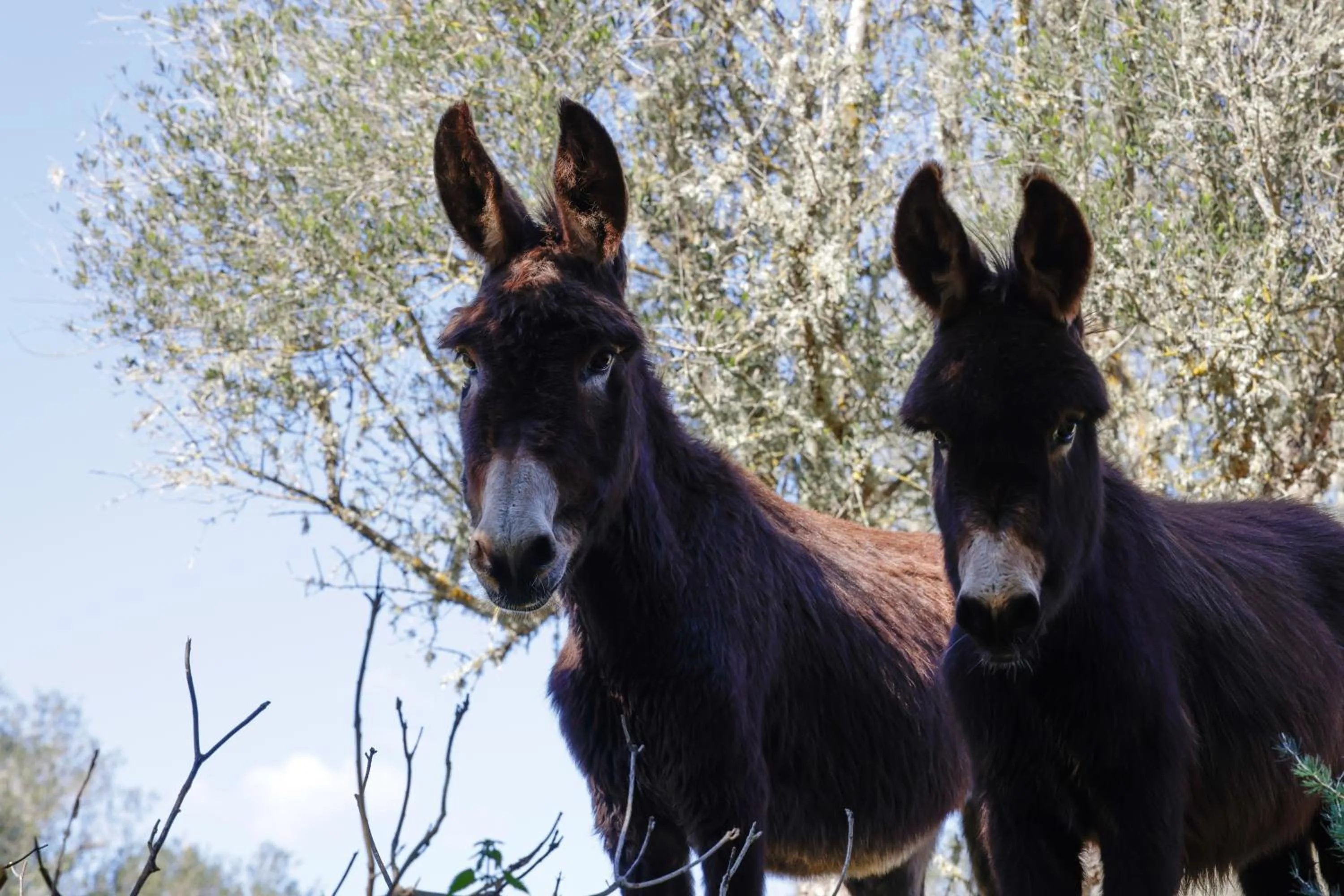 Animals in Agroturismo Finca Son Pieras