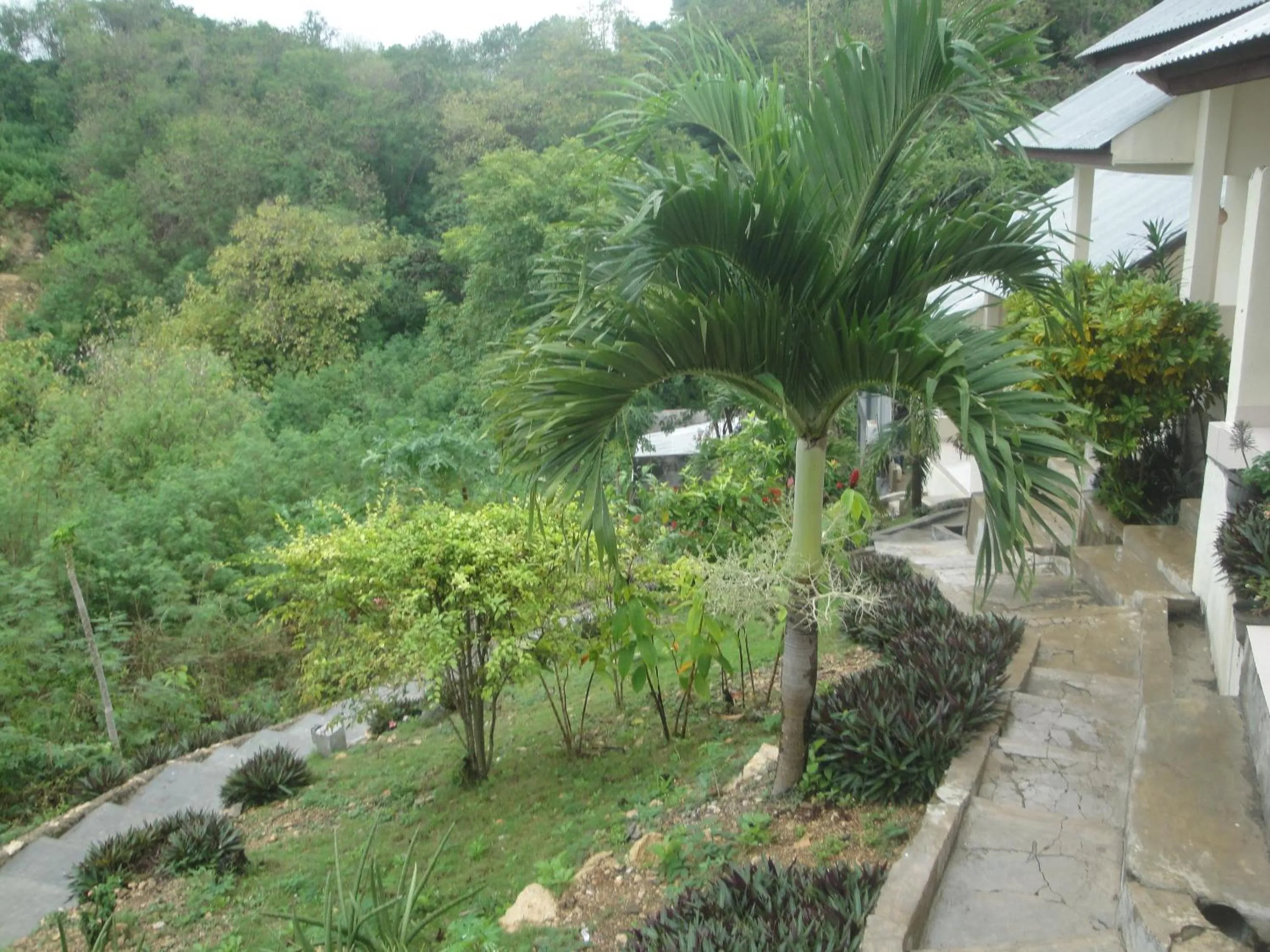 Garden in CF Komodo Hotel