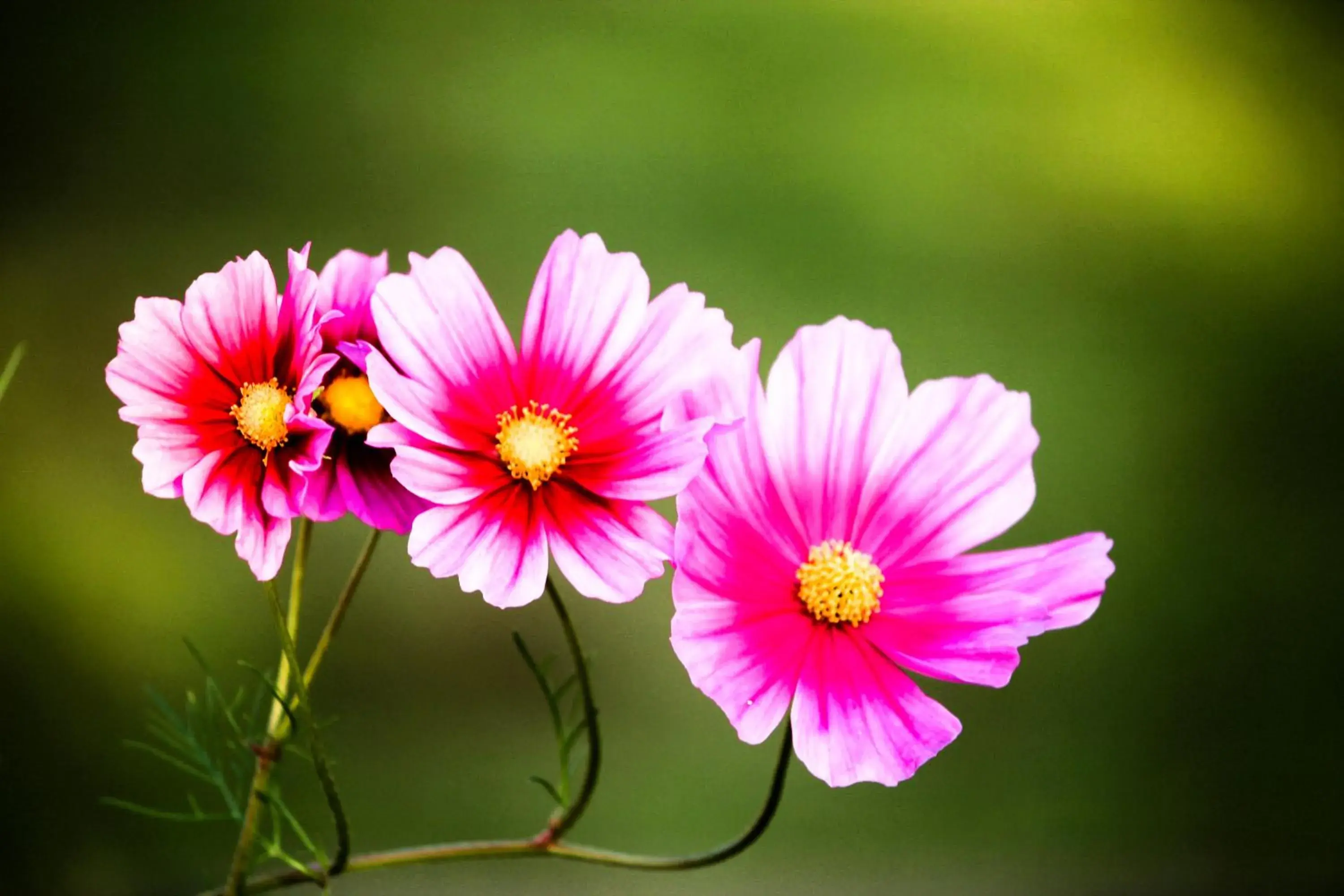 Garden in The Siena Village Garden in The Siena Village