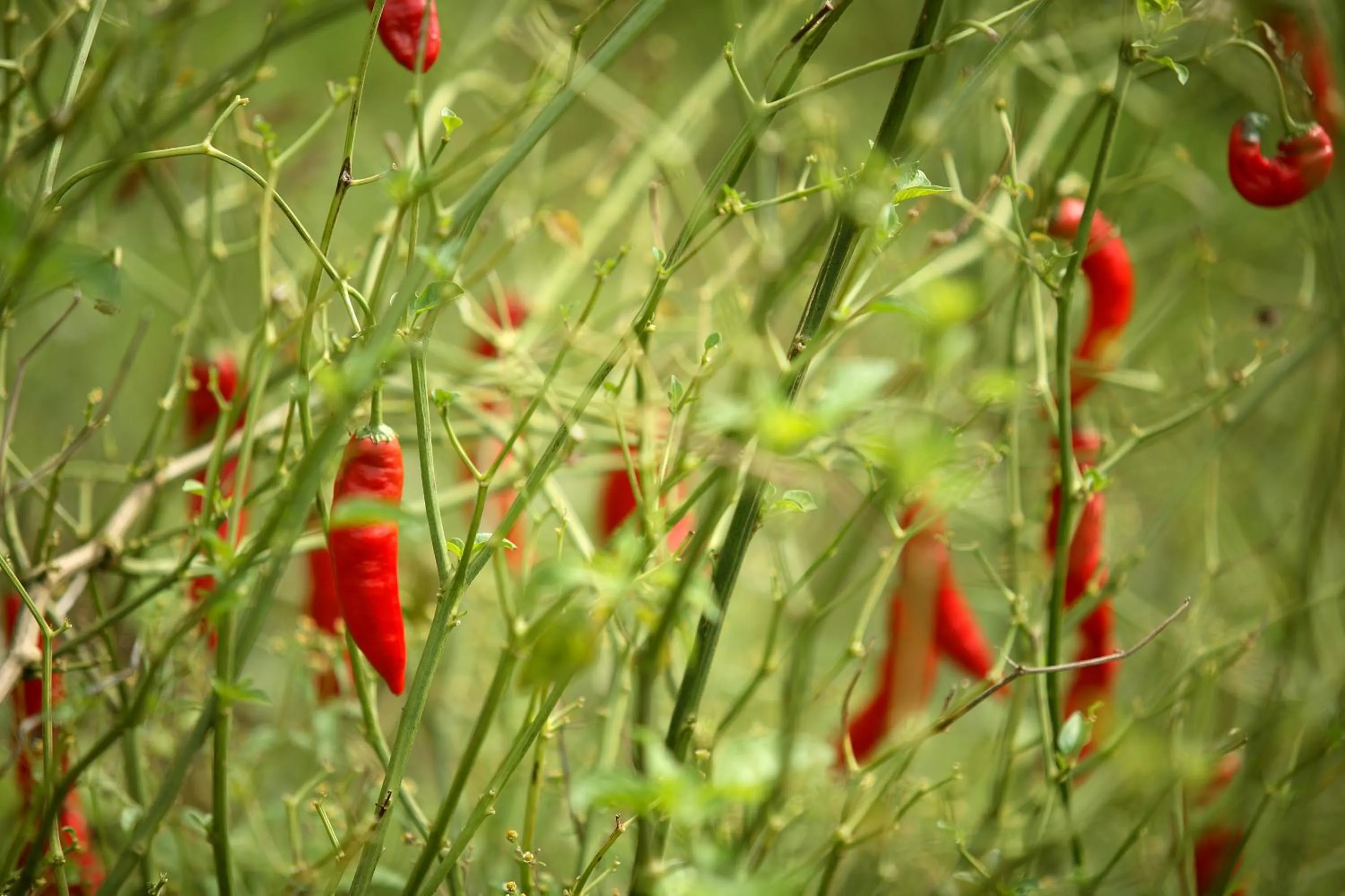 Garden in The Siena Village