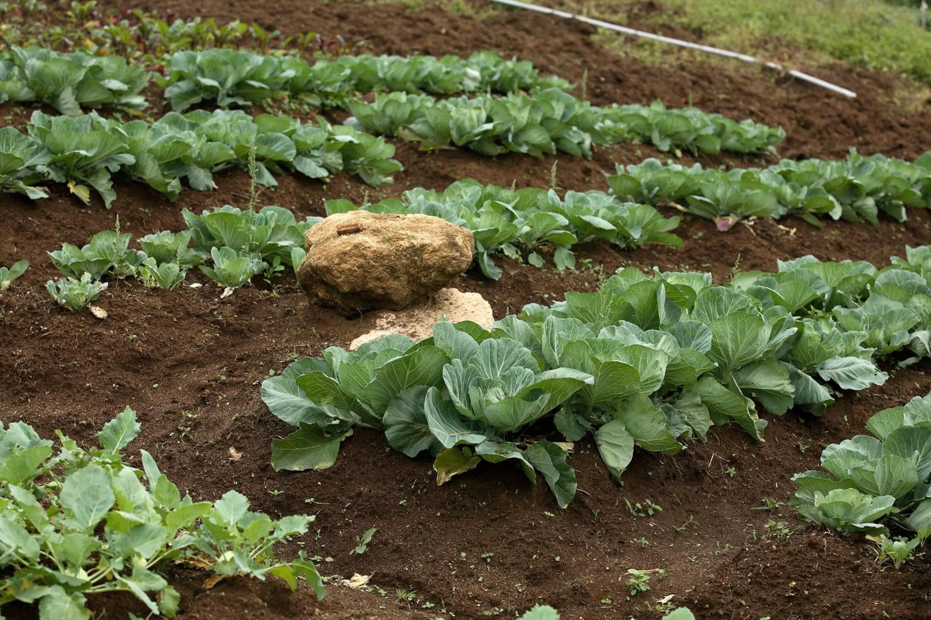 Garden in The Siena Village