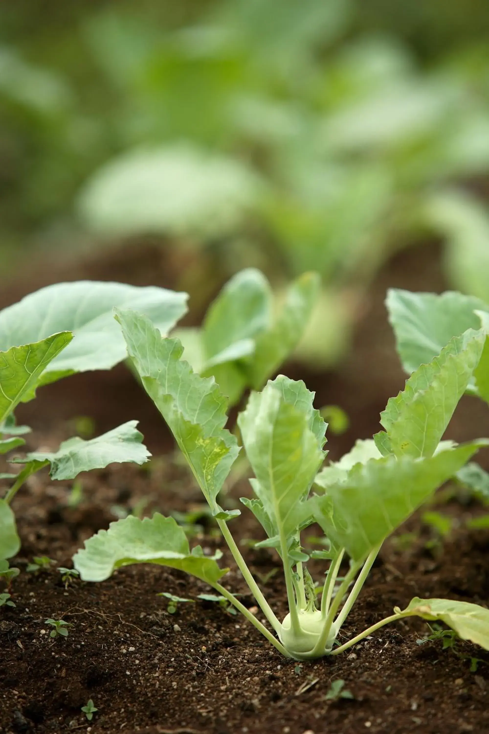 Garden in The Siena Village Garden in The Siena Village