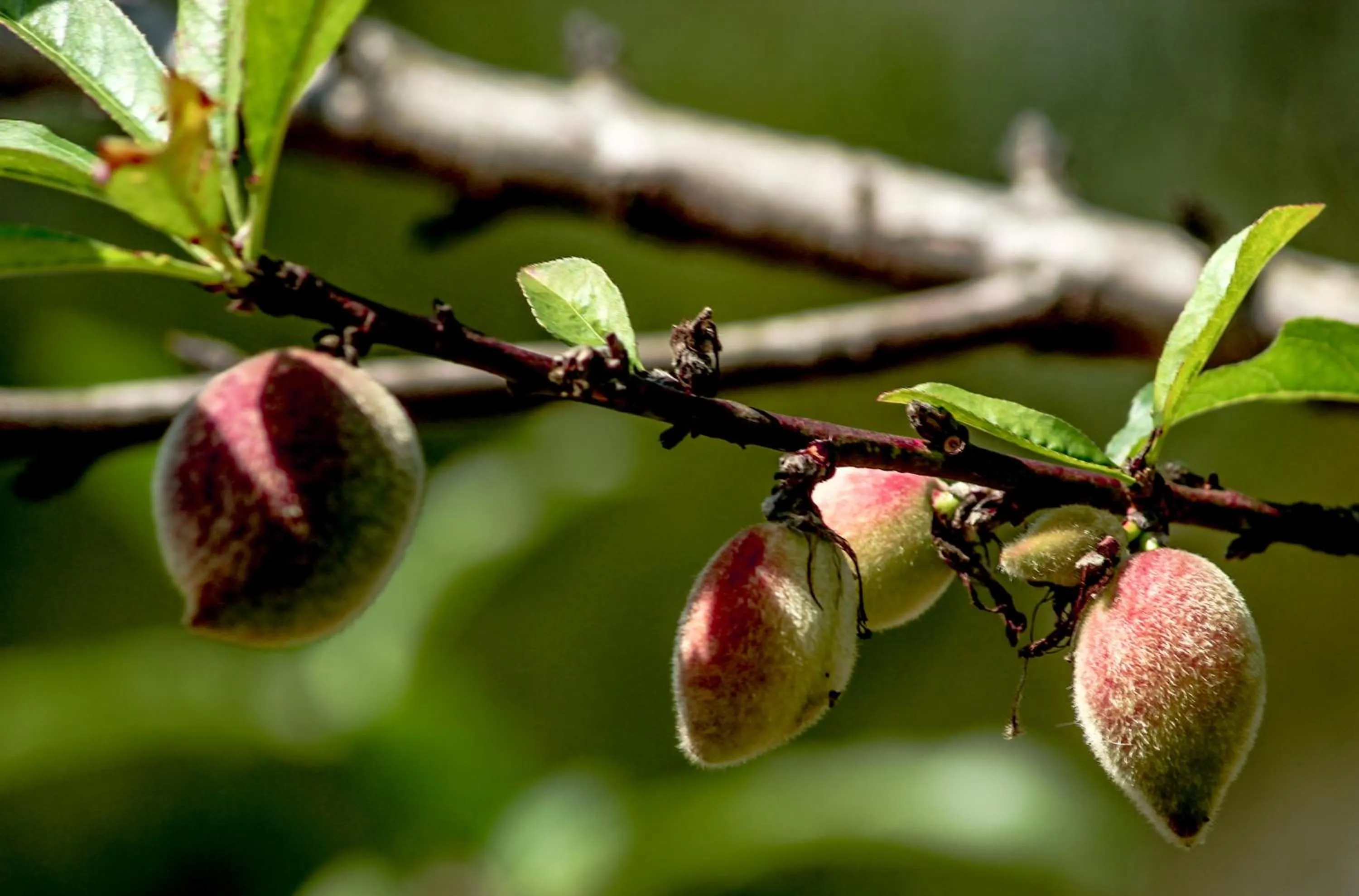Garden in The Siena Village