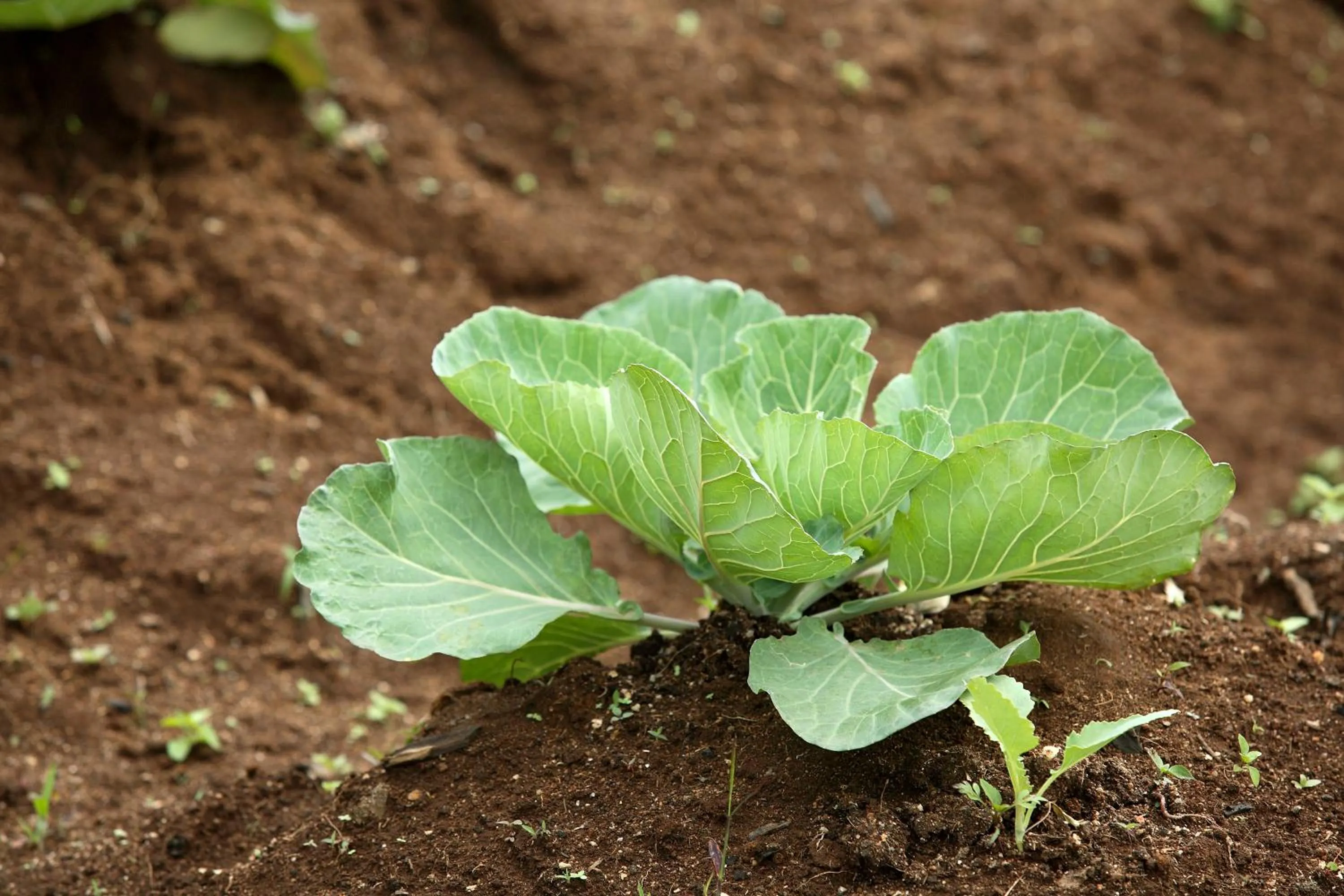 Garden in The Siena Village