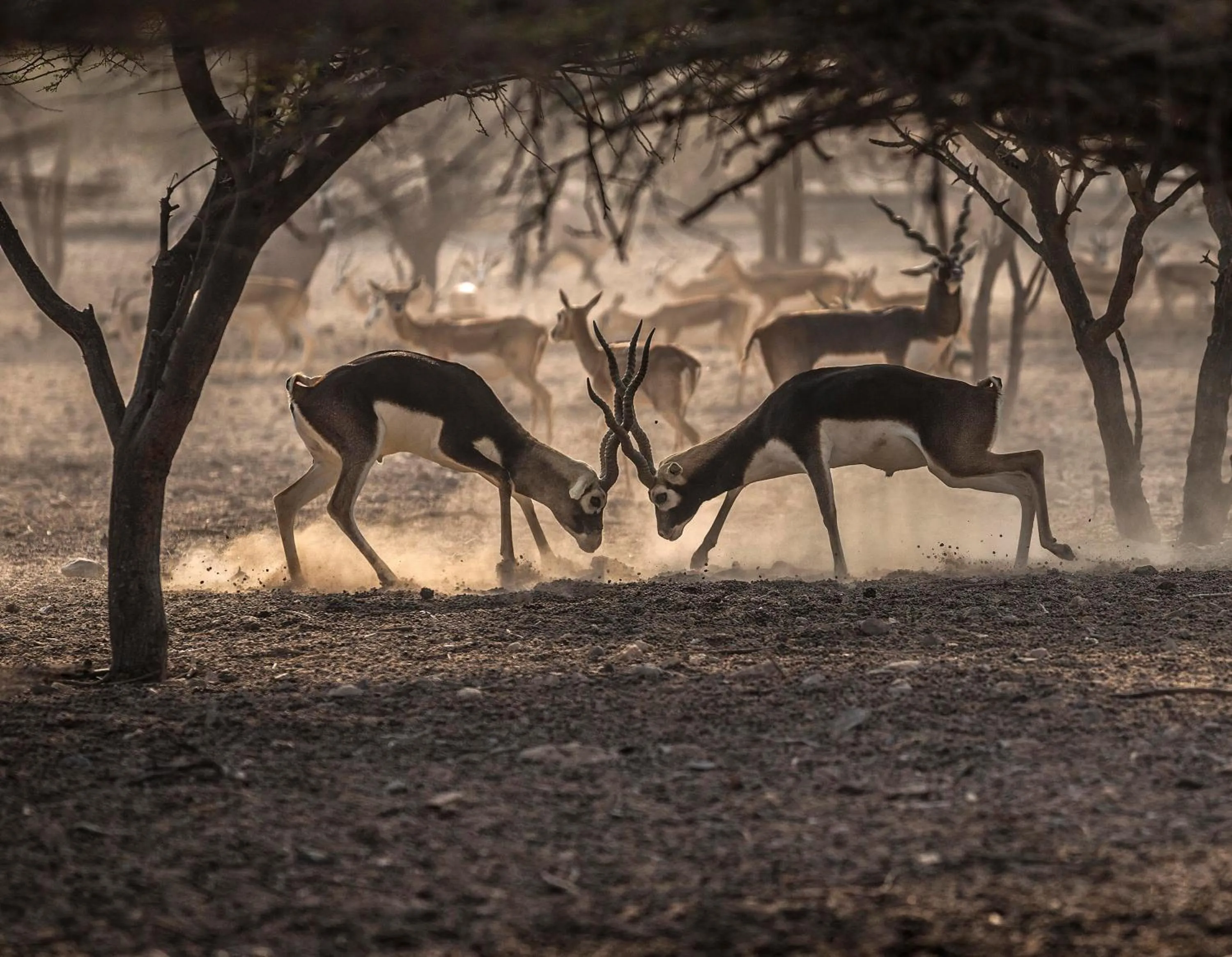 Nearby landmark in Anantara Sir Bani Yas Island Al Yamm Villa Resort
