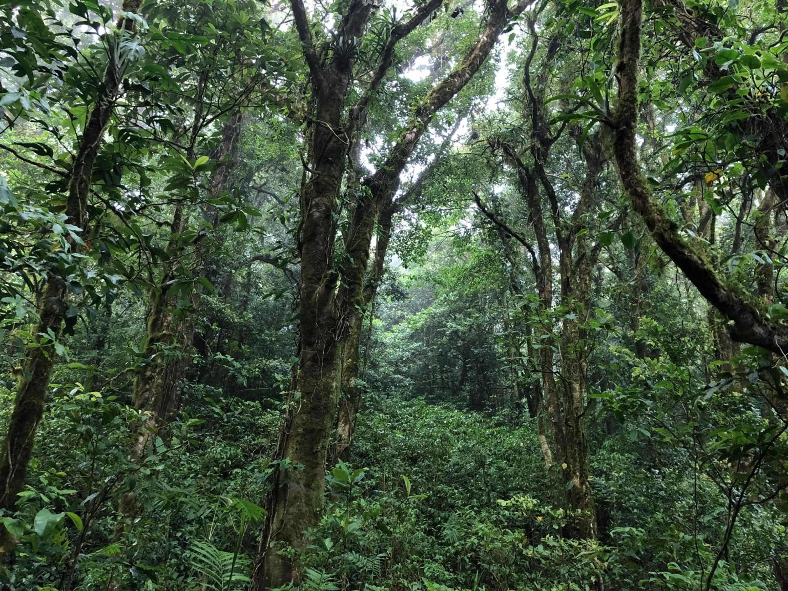 Hiking in Burbi Lake Lodge Monteverde