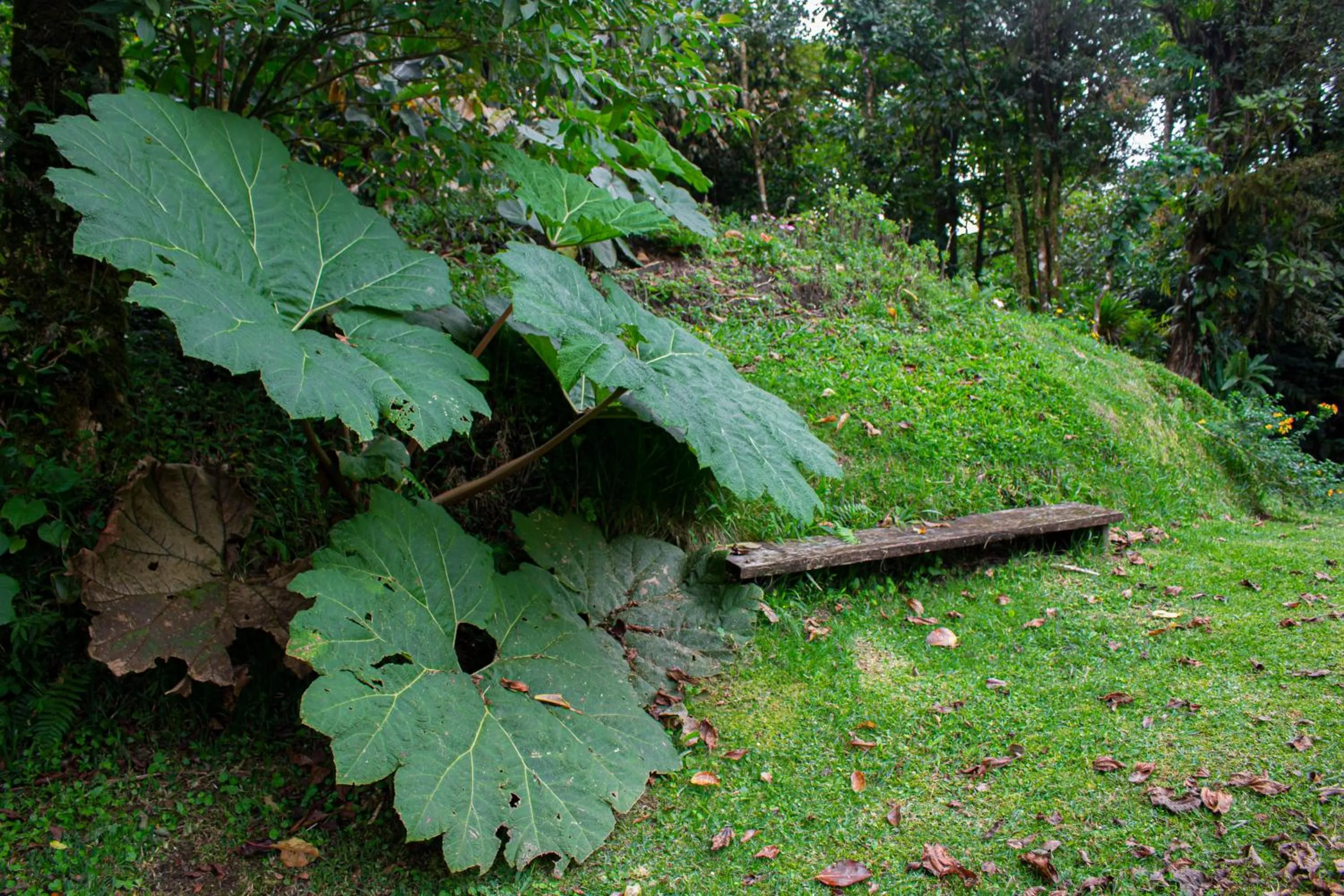 Garden in Burbi Lake Lodge Monteverde