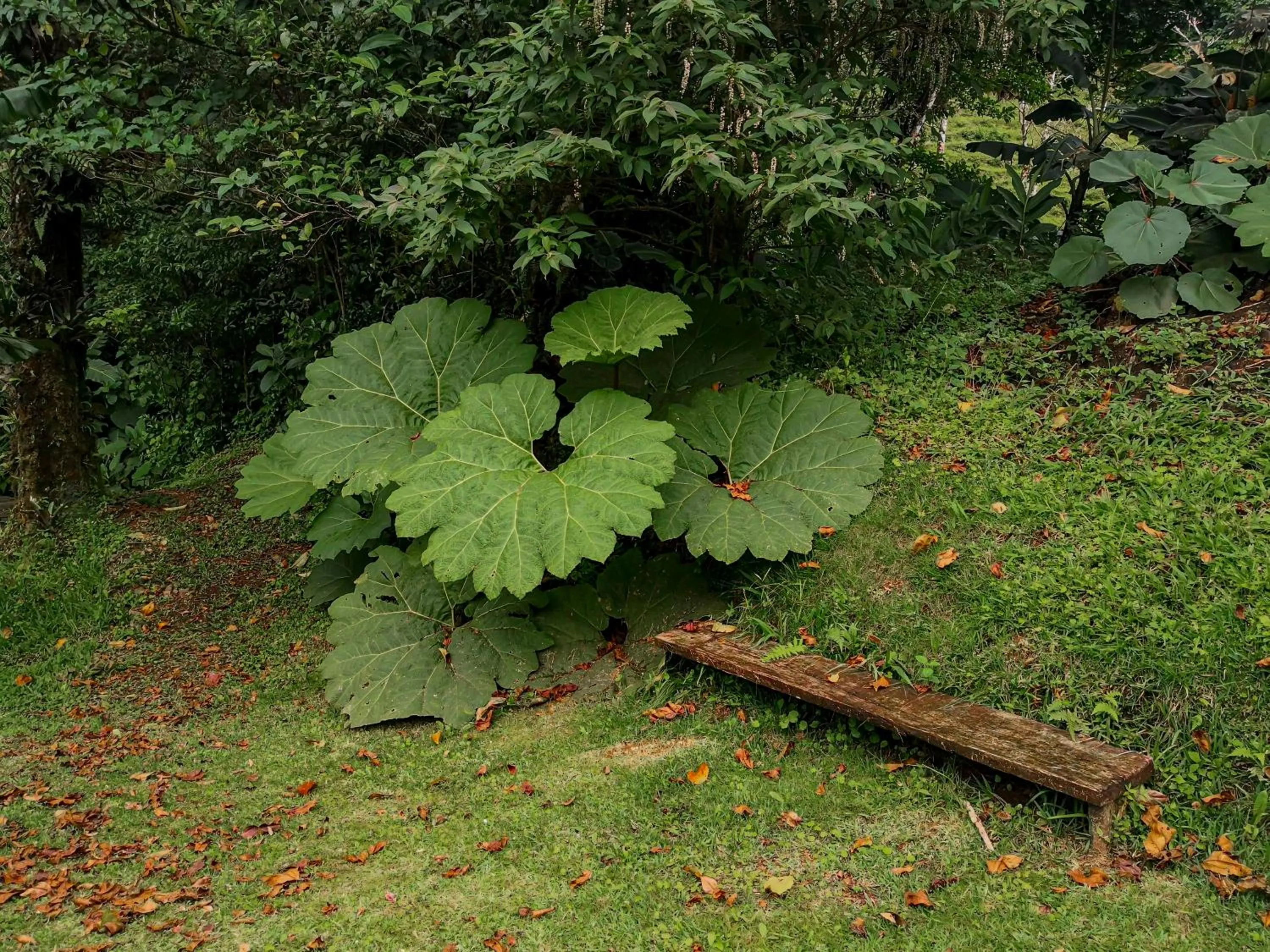 Garden in Burbi Lake Lodge Monteverde