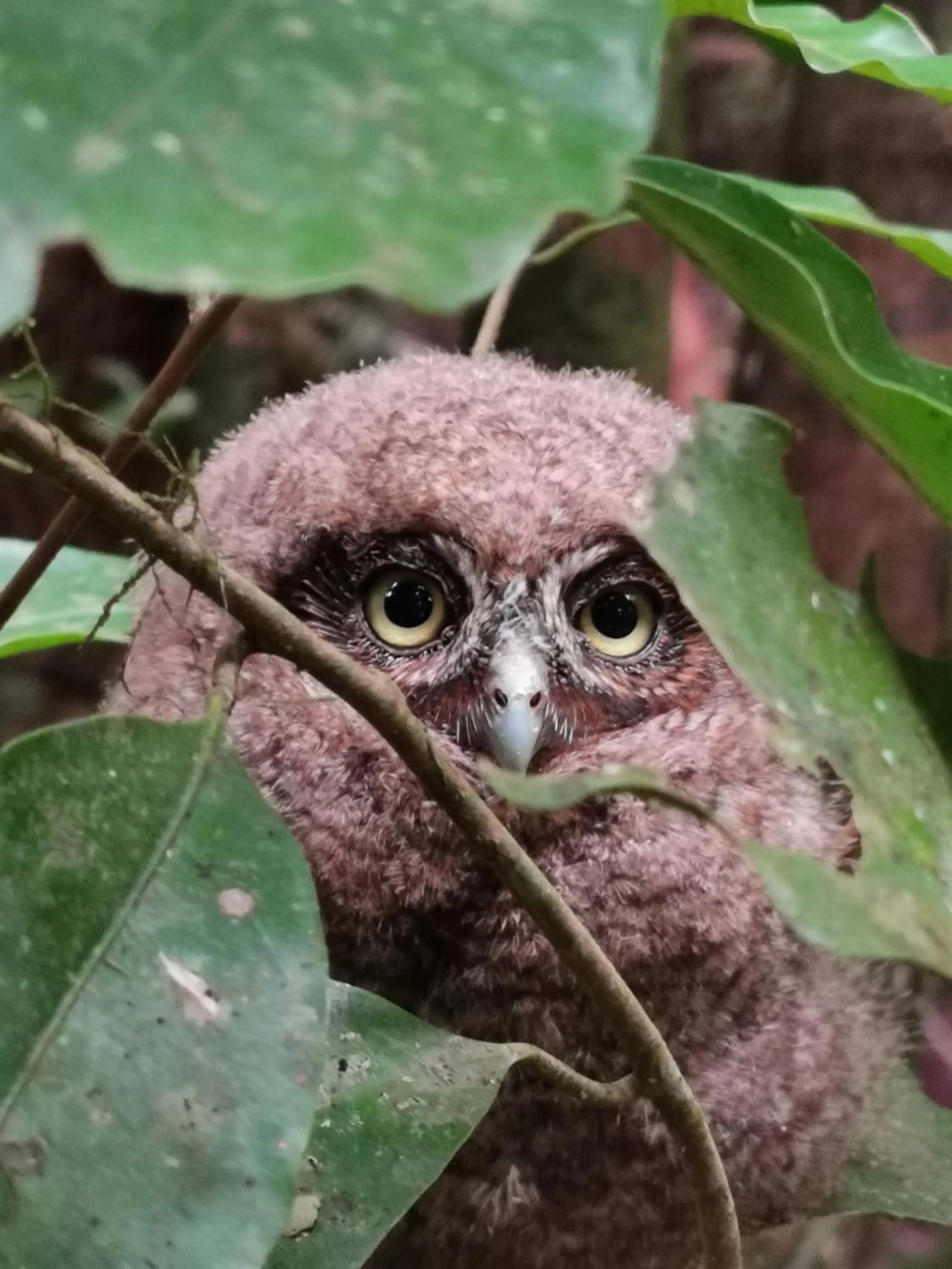 Natural landscape in Burbi Lake Lodge Monteverde
