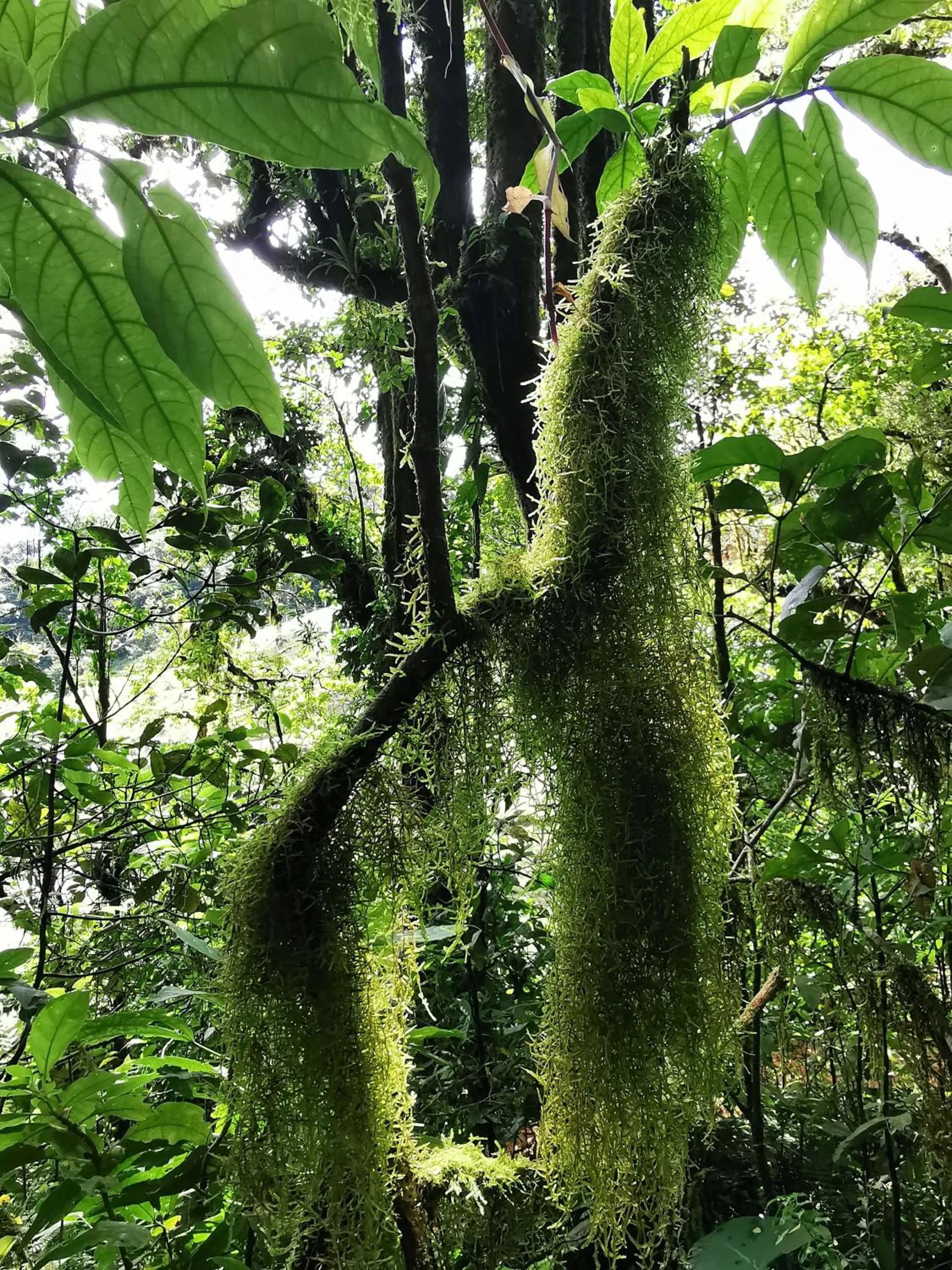 Natural landscape in Burbi Lake Lodge Monteverde